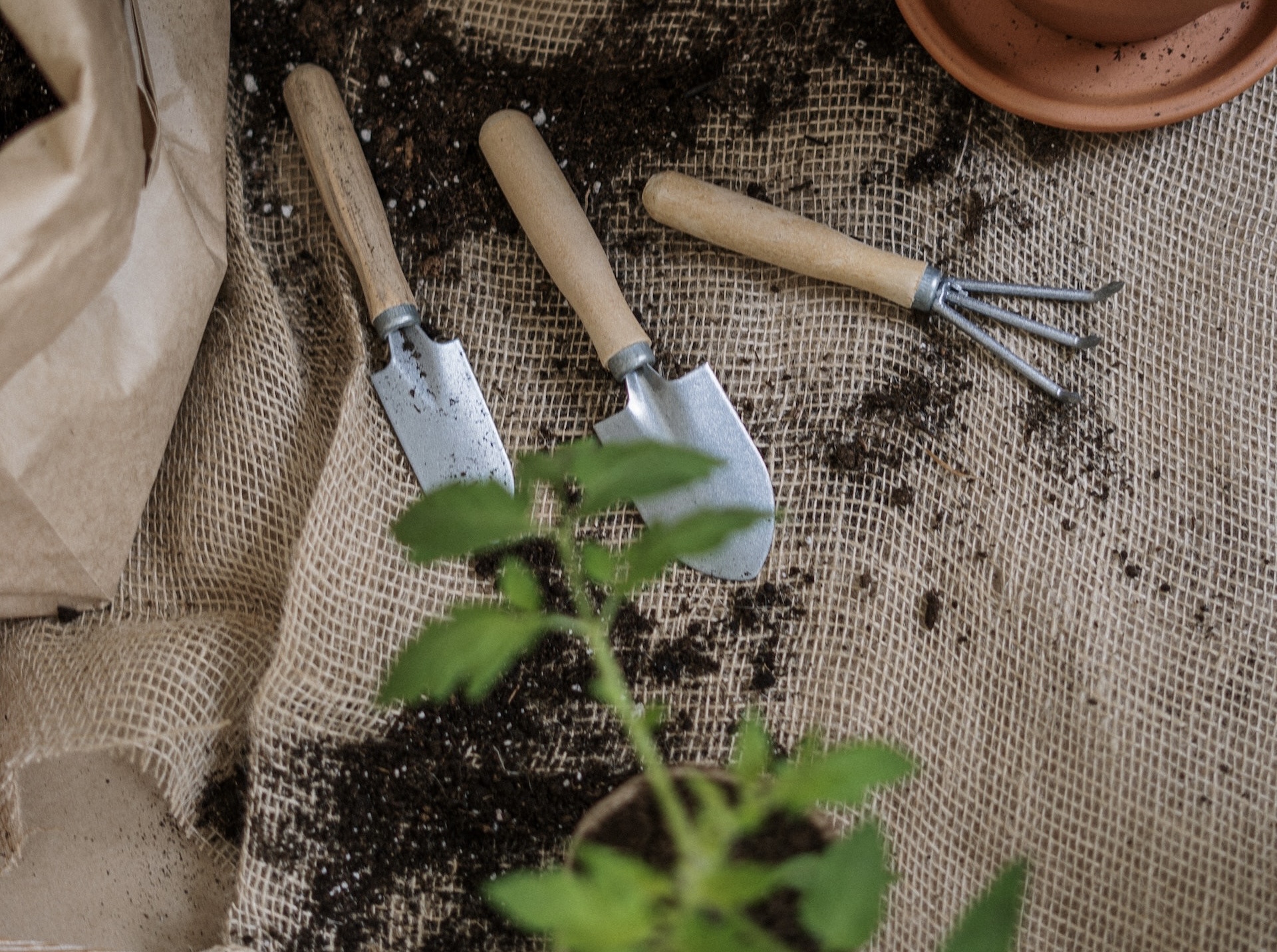 Садовые работы в июне