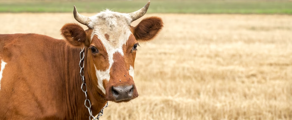 Можно ли взять кредит на корову