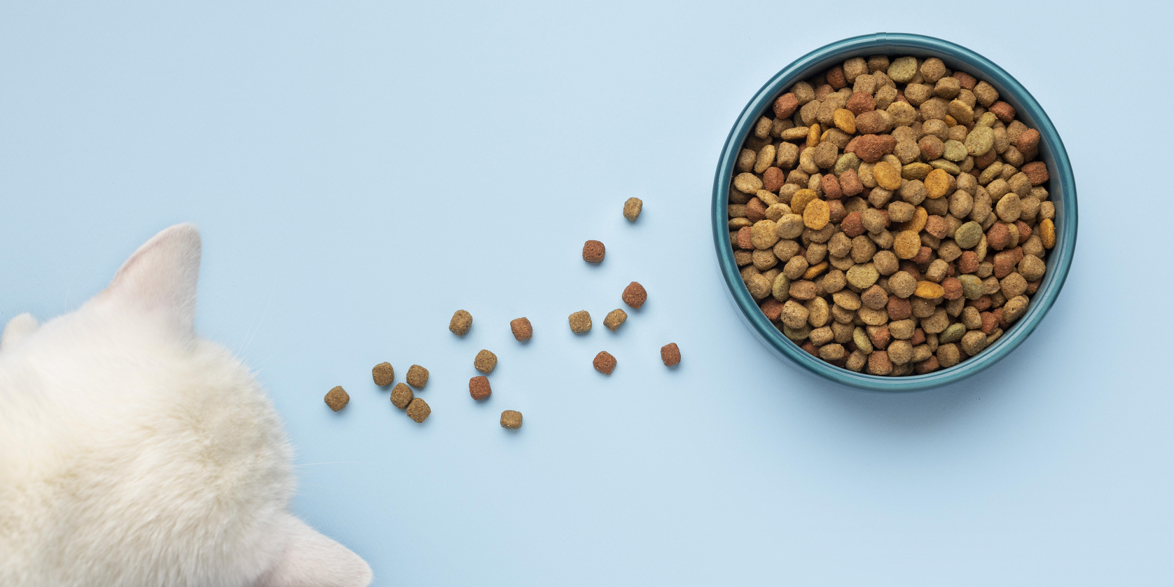 Как выбрать корм для животного