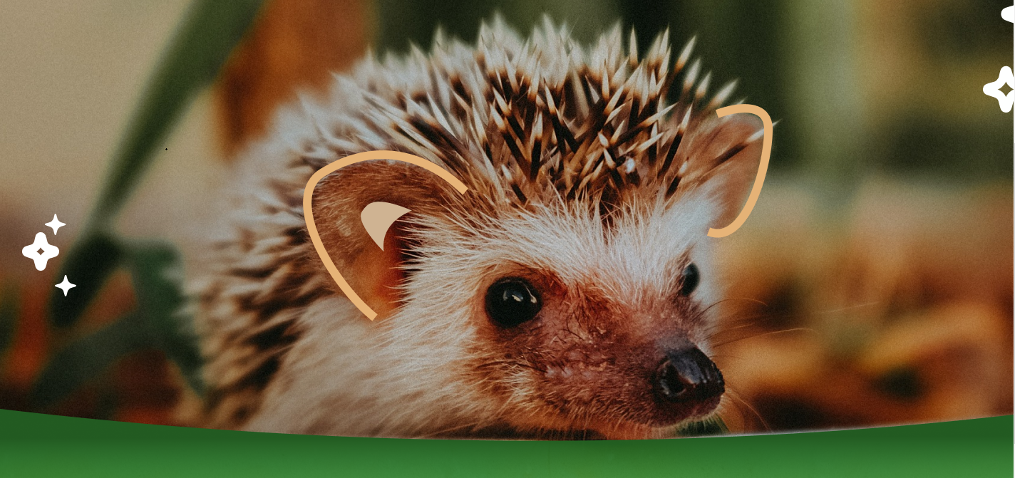 Если на вашем участке завелся ёж: секрет правильной компостной ямы 