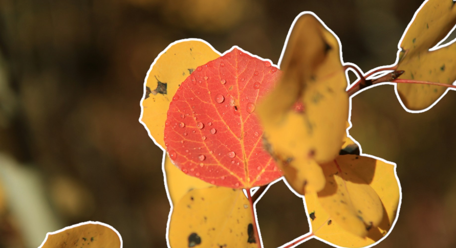 Гайд. Что делать в саду осенью: советы и рекомендации