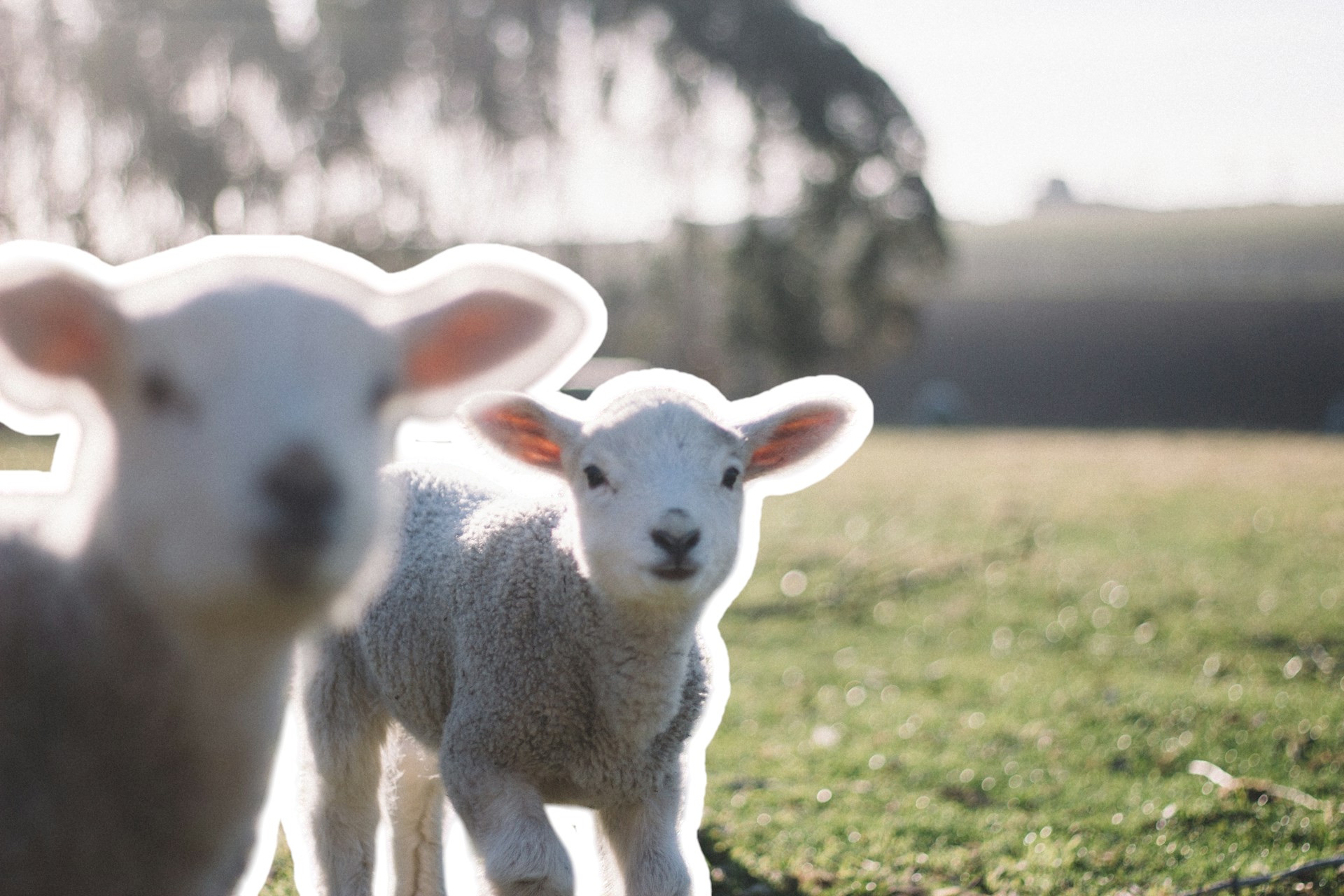 Иллюстрация к статье - Михаил Мишустин назвал сельское хозяйство важным направлением развития экономики Михаил Мишустин назвал сельское хозяйство важным направлением развития экономики