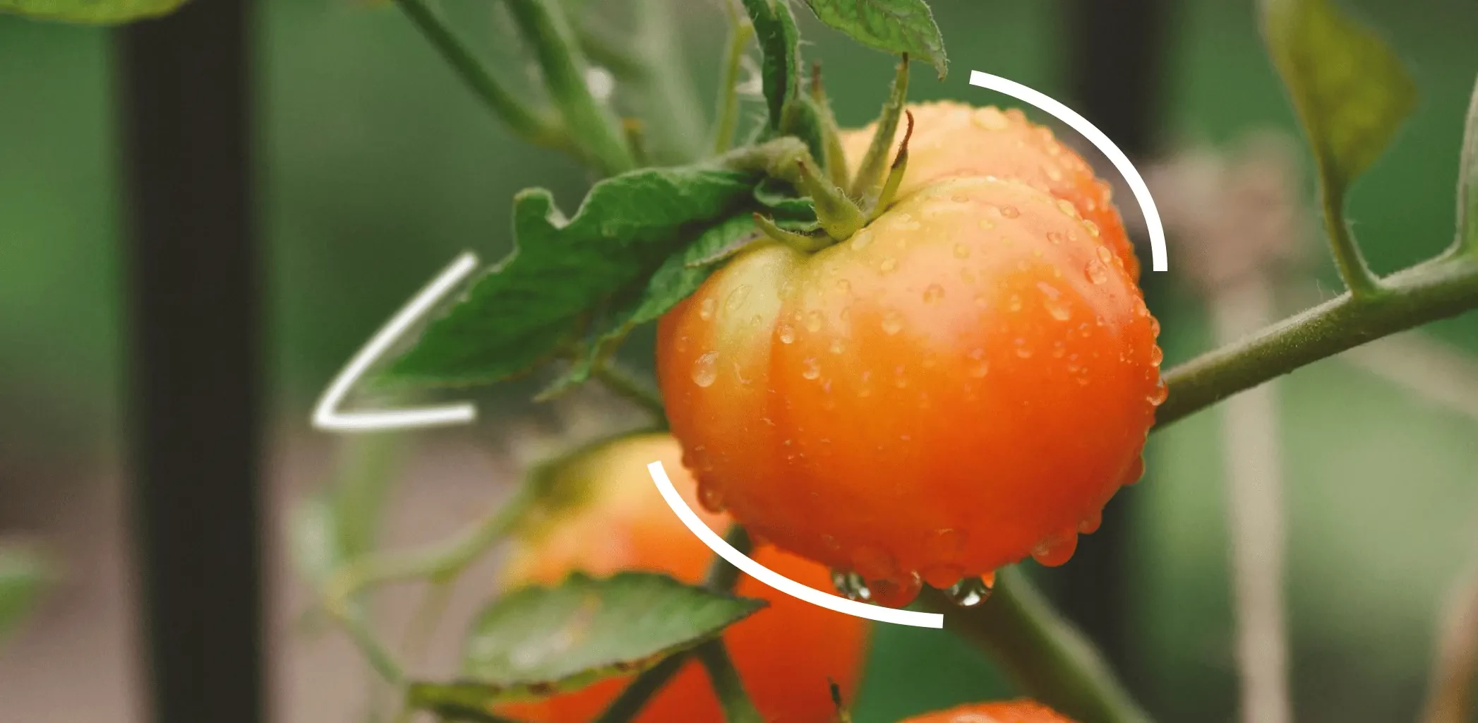 Штрафы для дачников в 2025 году: какие правила нужно соблюдать