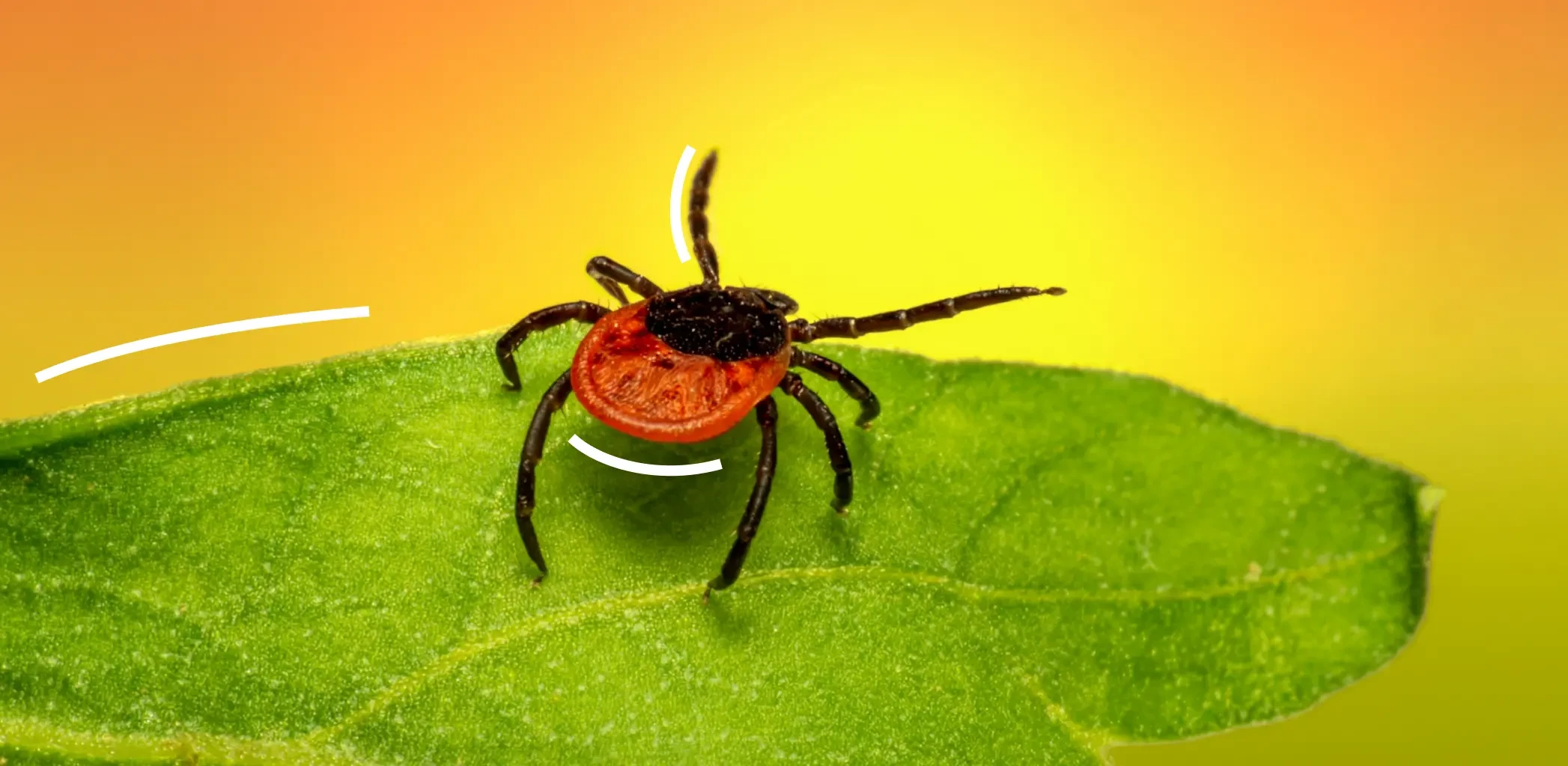 Доказательная медицина против укусов клещей: как защититься правильно