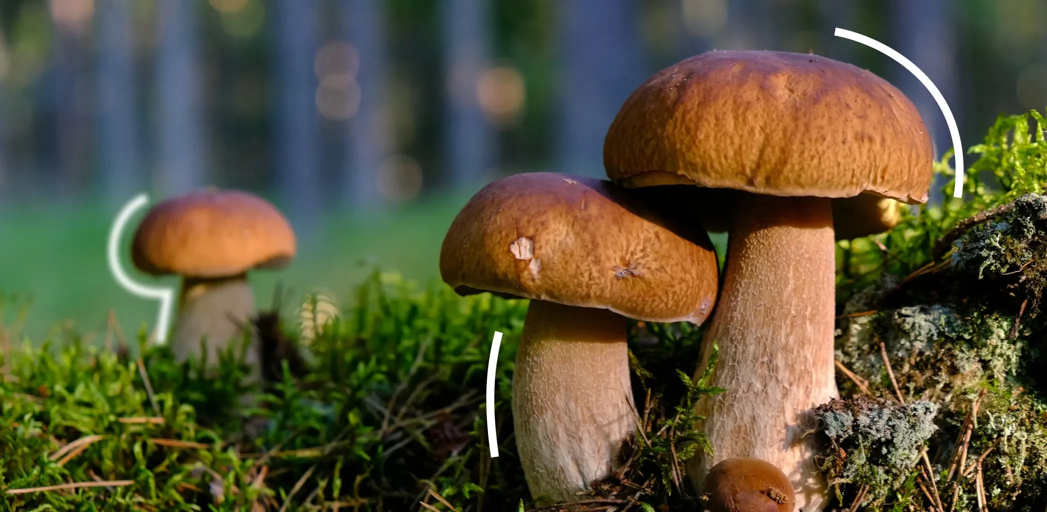 Грибная карта: проверенные места в Ленобласти