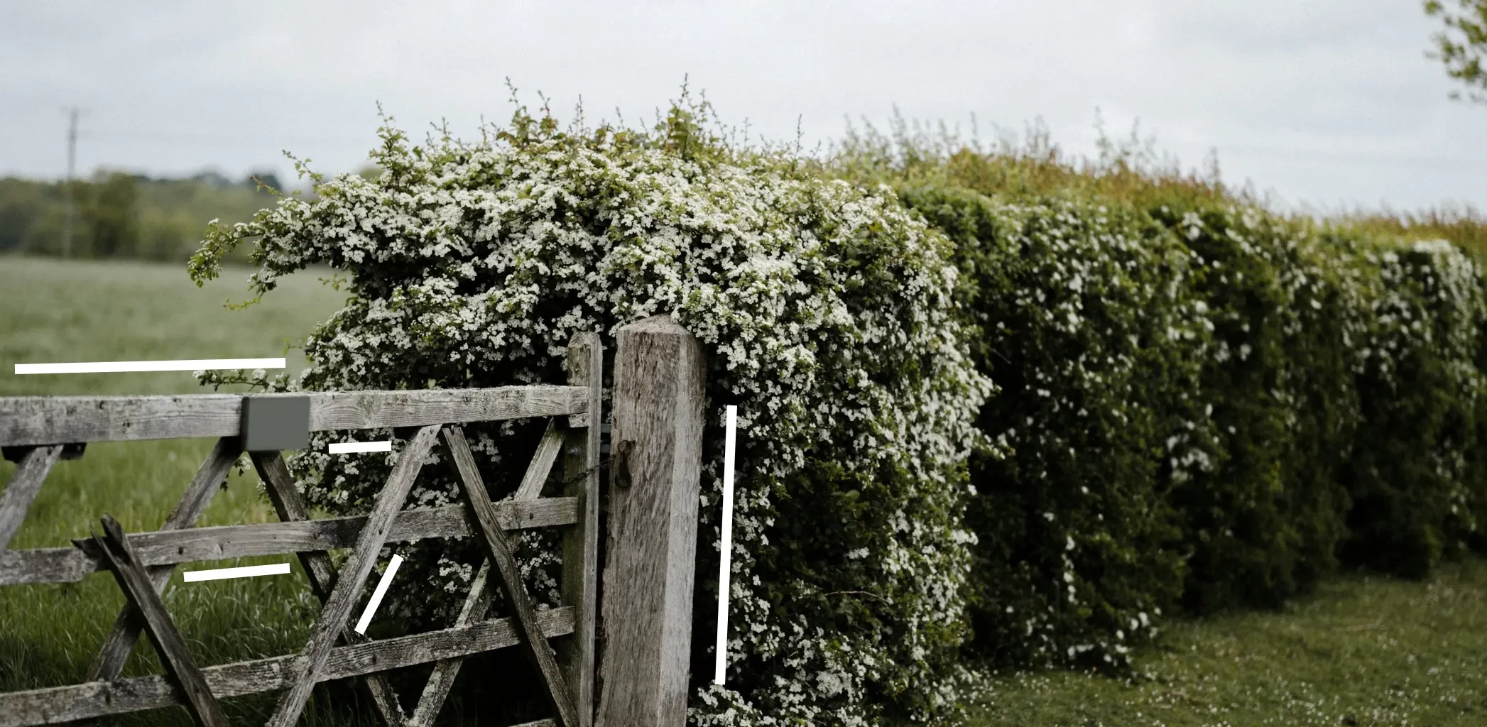 Как правильно и из чего лучше сделать живую изгородь