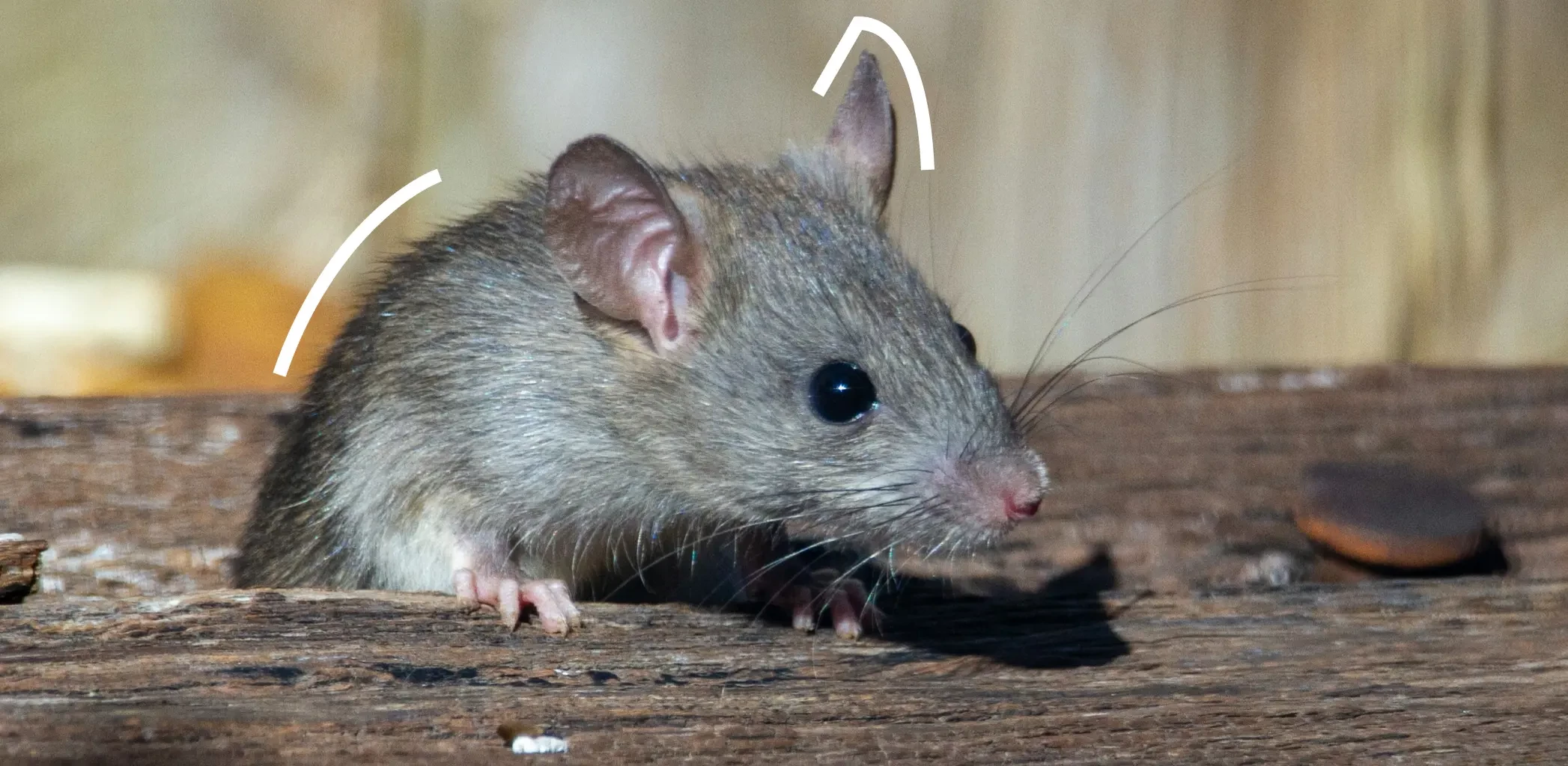 Как избавиться от мышей в квартире или частном доме 