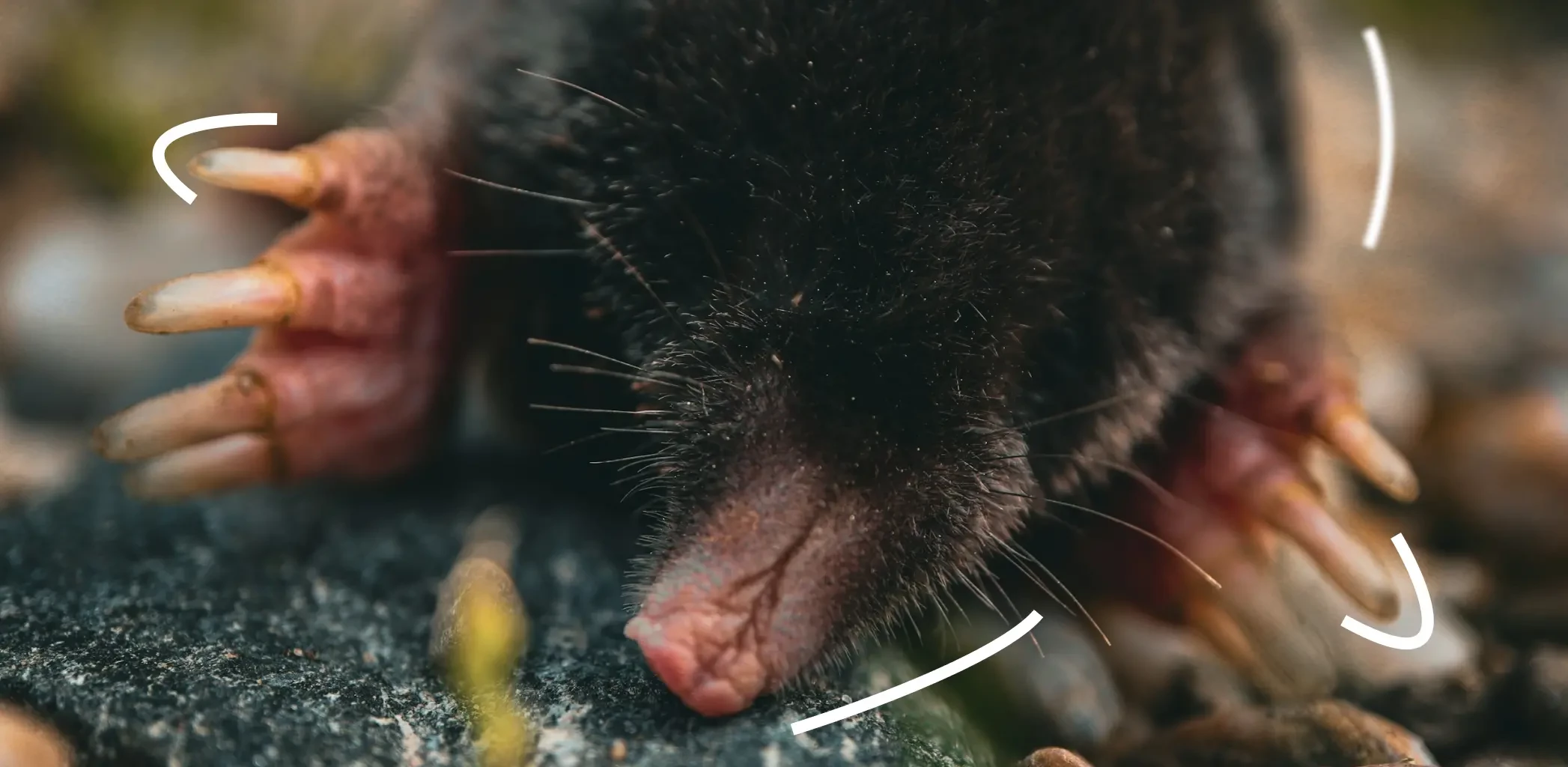 Как избавиться от кротов на участке: эффективные способы борьбы