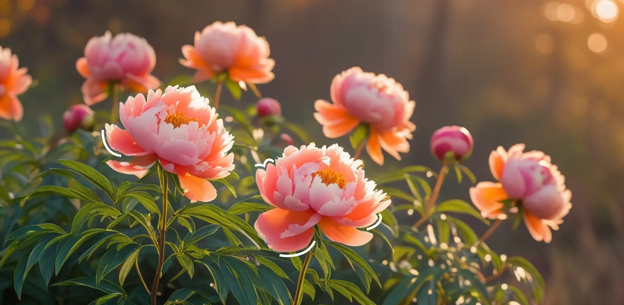 Когда обрезать пионы осенью на зиму