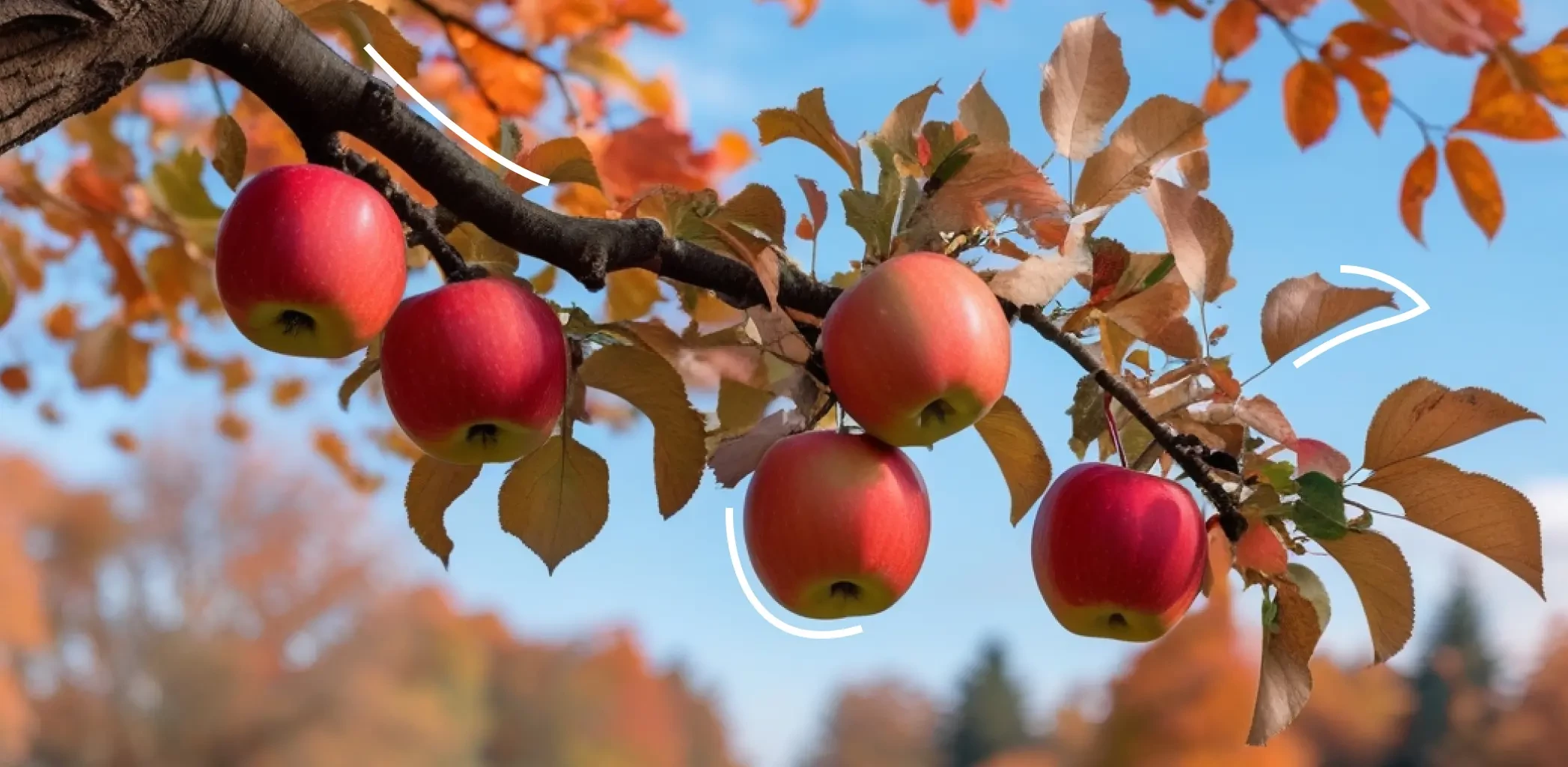 Когда обрезать яблоню осенью и как правильно
