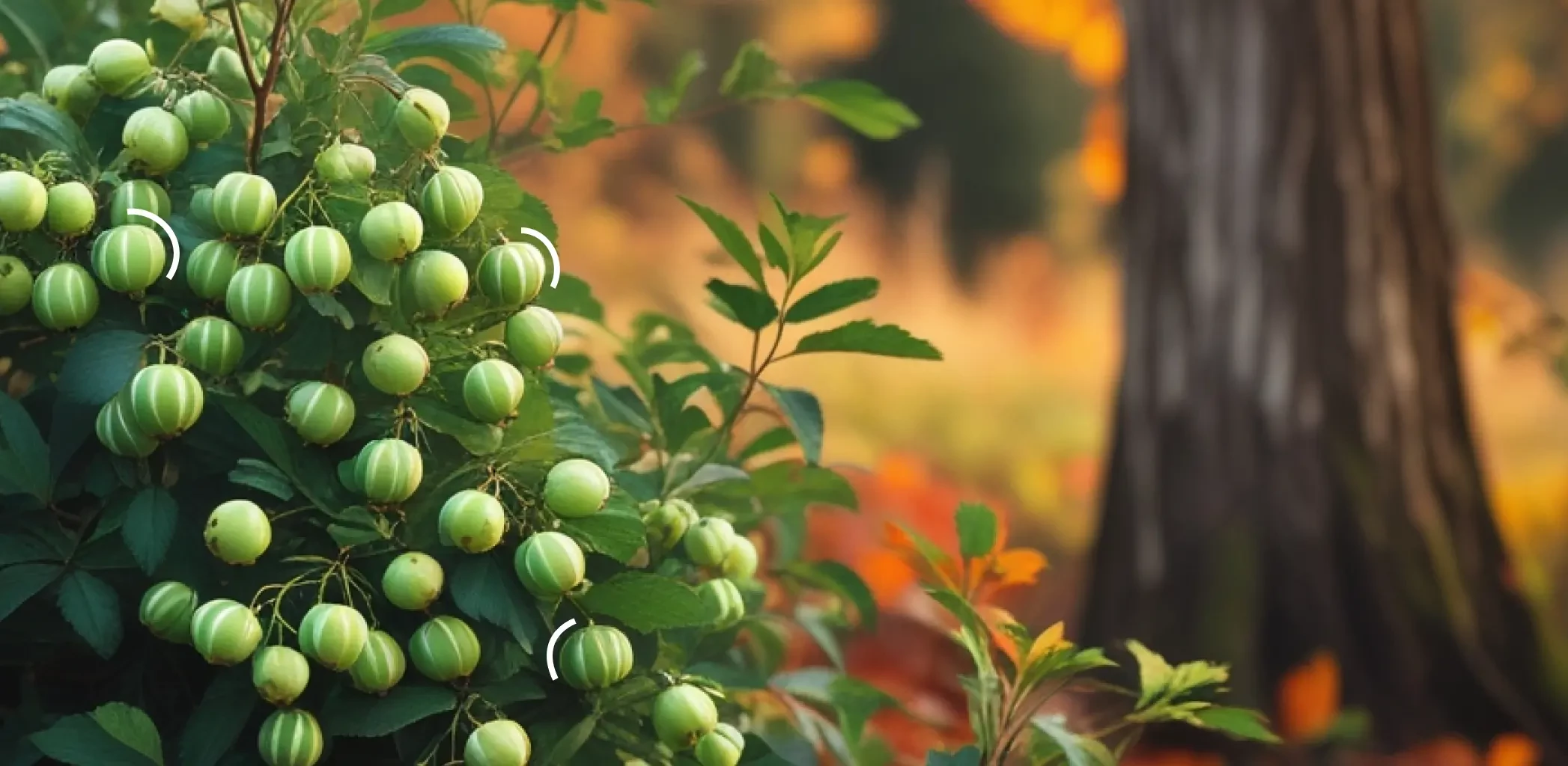 Когда и как правильно обрезать крыжовник осенью на зиму