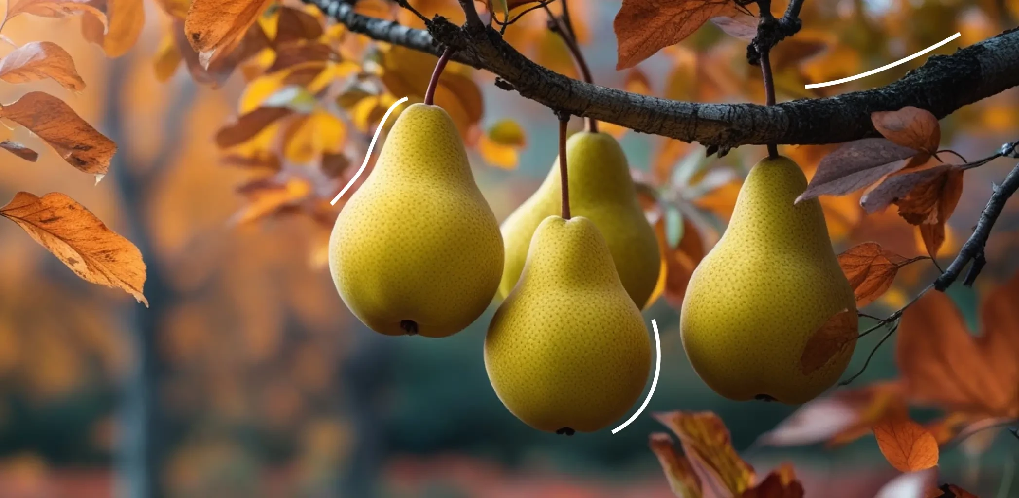 Как обрезать грушу осенью: пошаговое руководство для начинающих