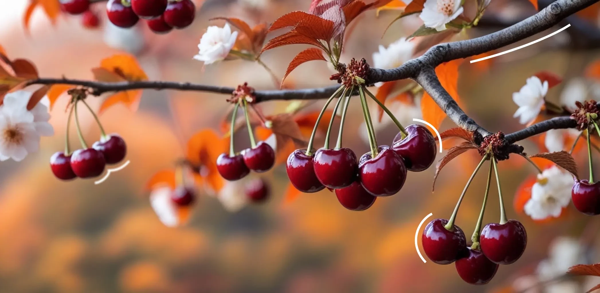 Иллюстрация к статье - Как правильно обрезать черешню осенью: пошаговое руководство для начинающих Как правильно обрезать черешню осенью: пошаговое руководство для начинающих