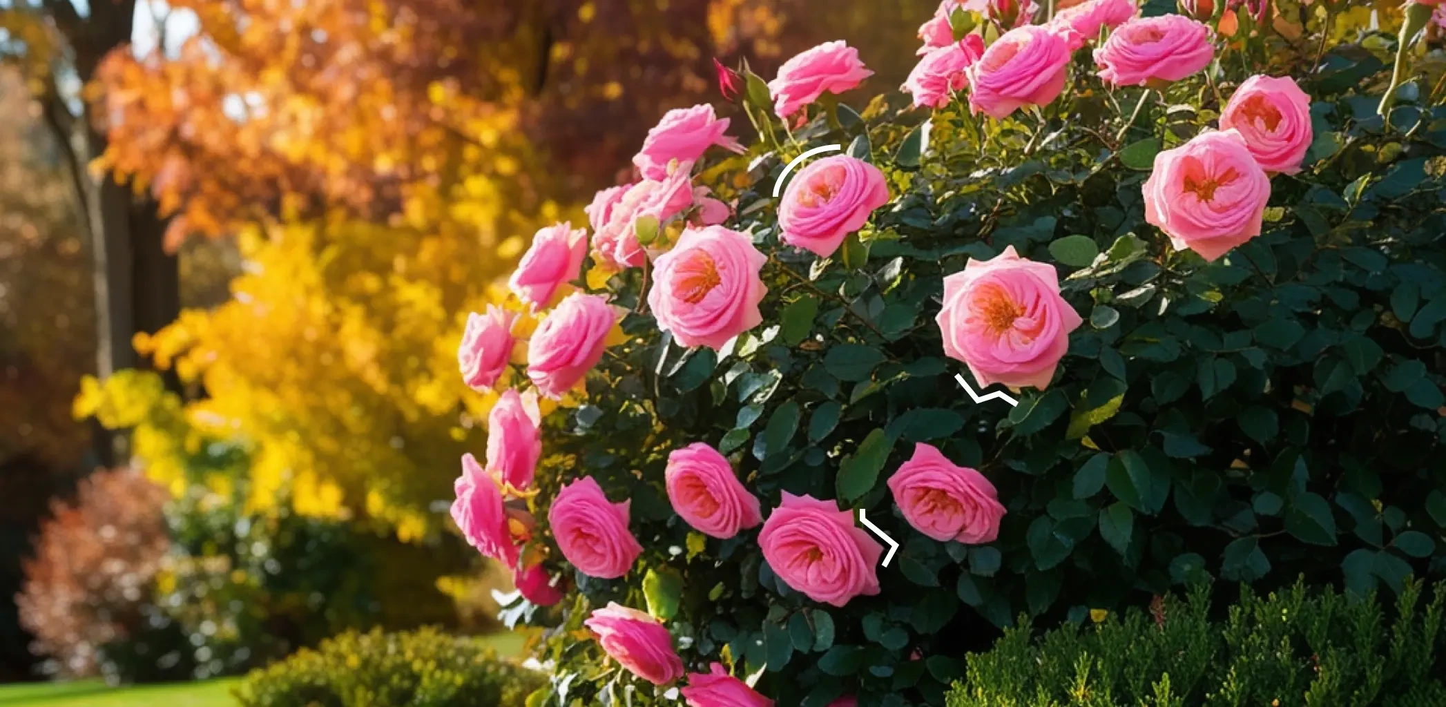 Чем подкормить розы осенью: как подготовить королеву сада к зиме