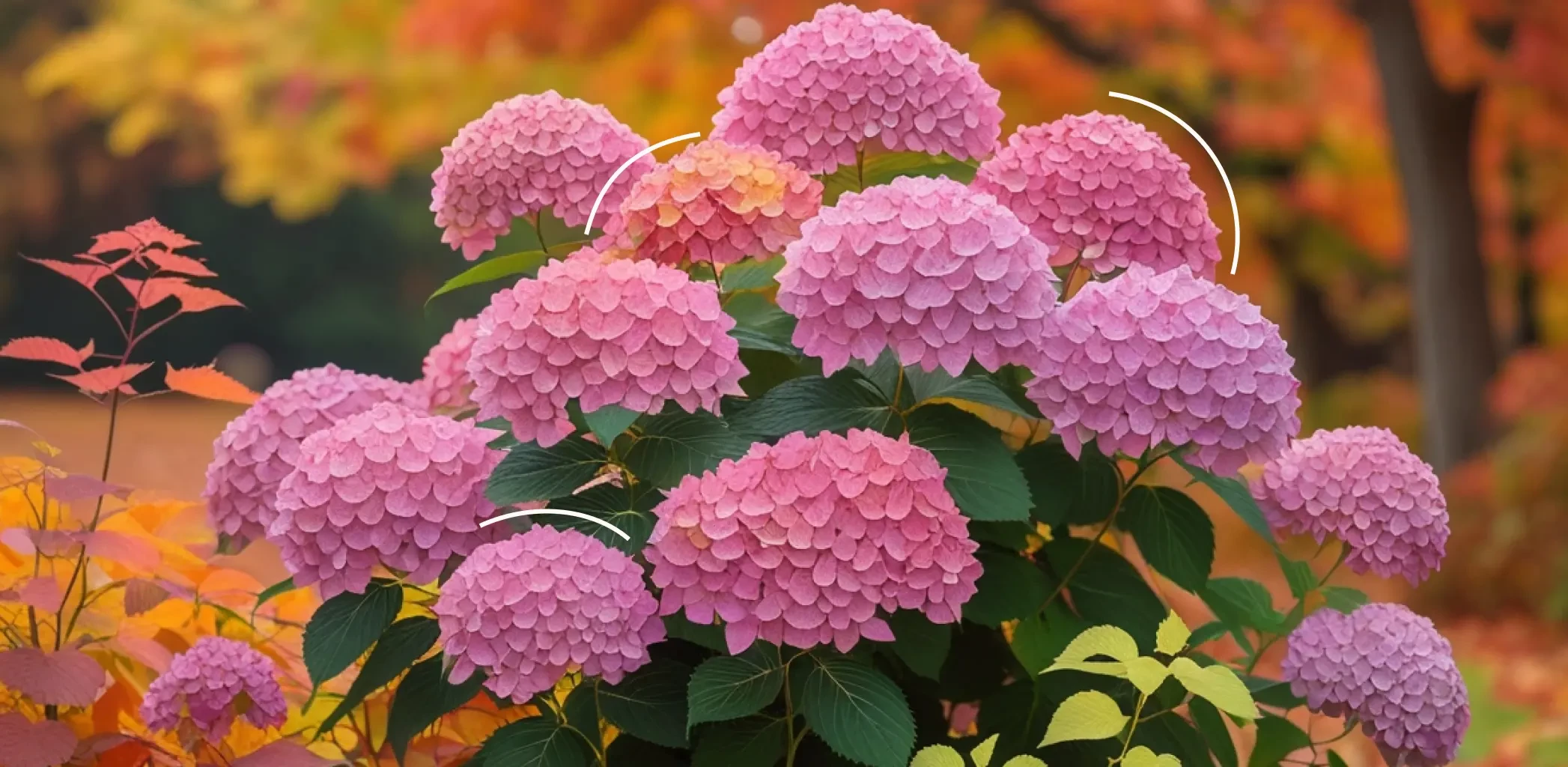 Посадка гортензии осенью 2025: как успеть до морозов чтобы она зацвела уже весной