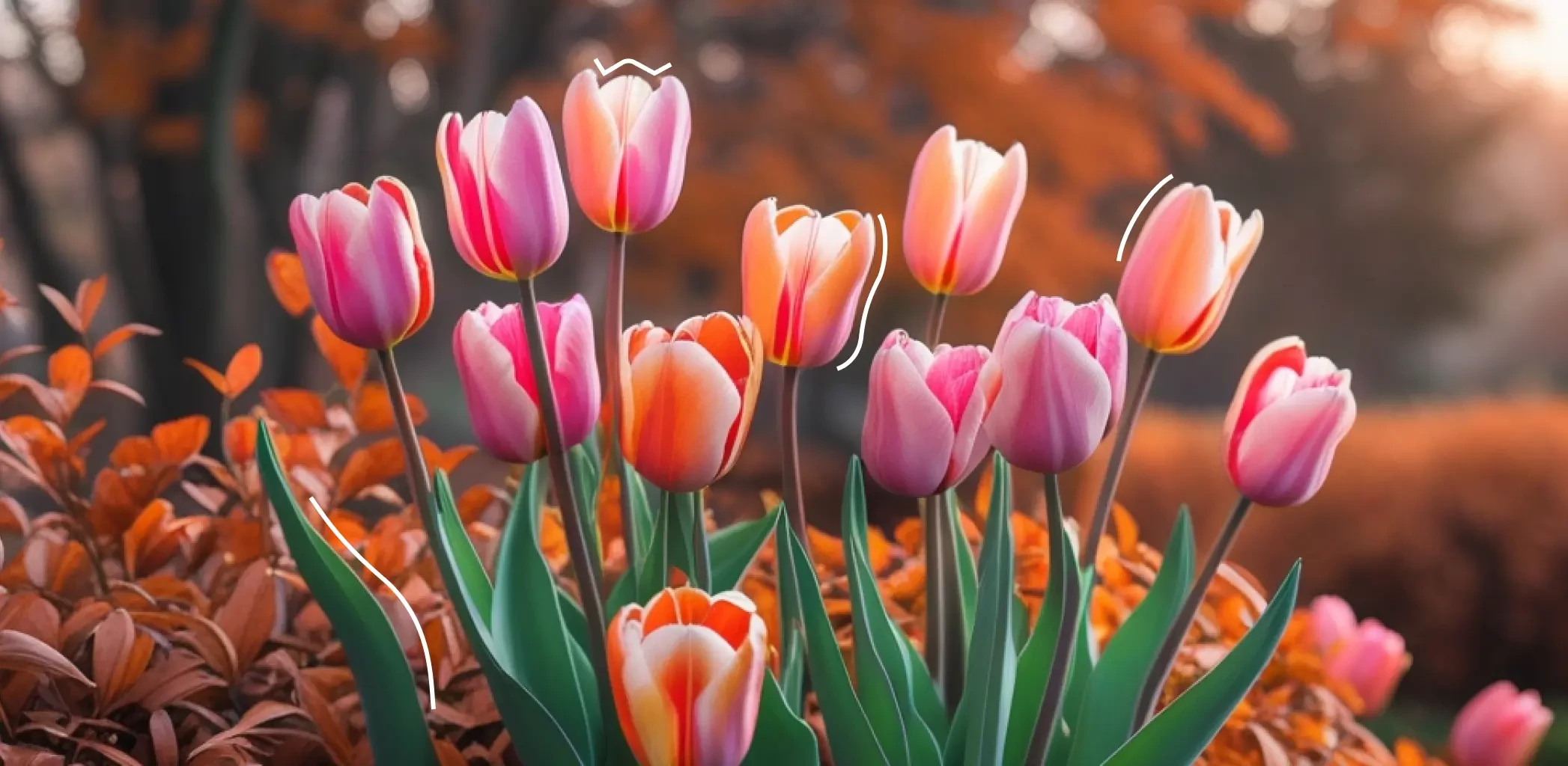 Когда и как сажать тюльпаны в октябре 2025 года: точные сроки, правила и секреты посадки