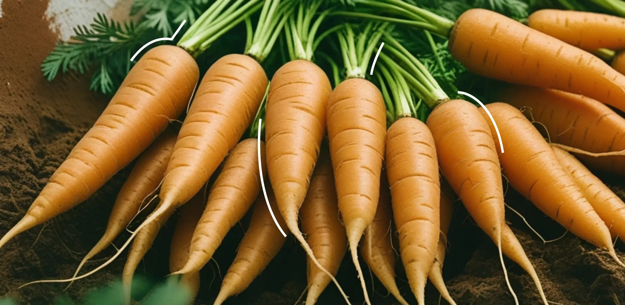 Озимая морковь: как и когда сажать в октябре 2025, чтобы собрать ранний урожай весной