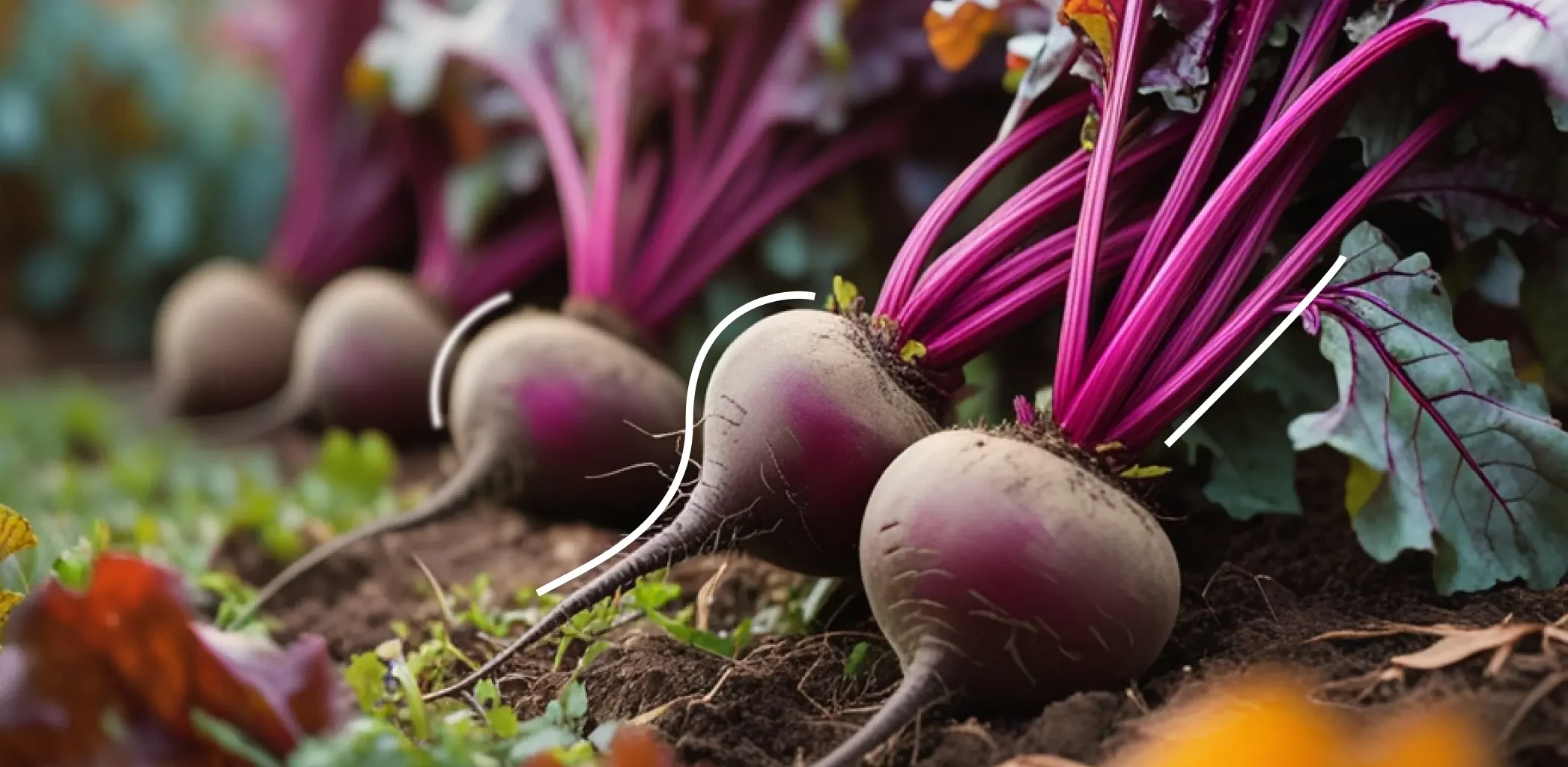 Посадка озимой свёклы: как и когда сеять под зиму в 2025, чтобы получить ранний урожай