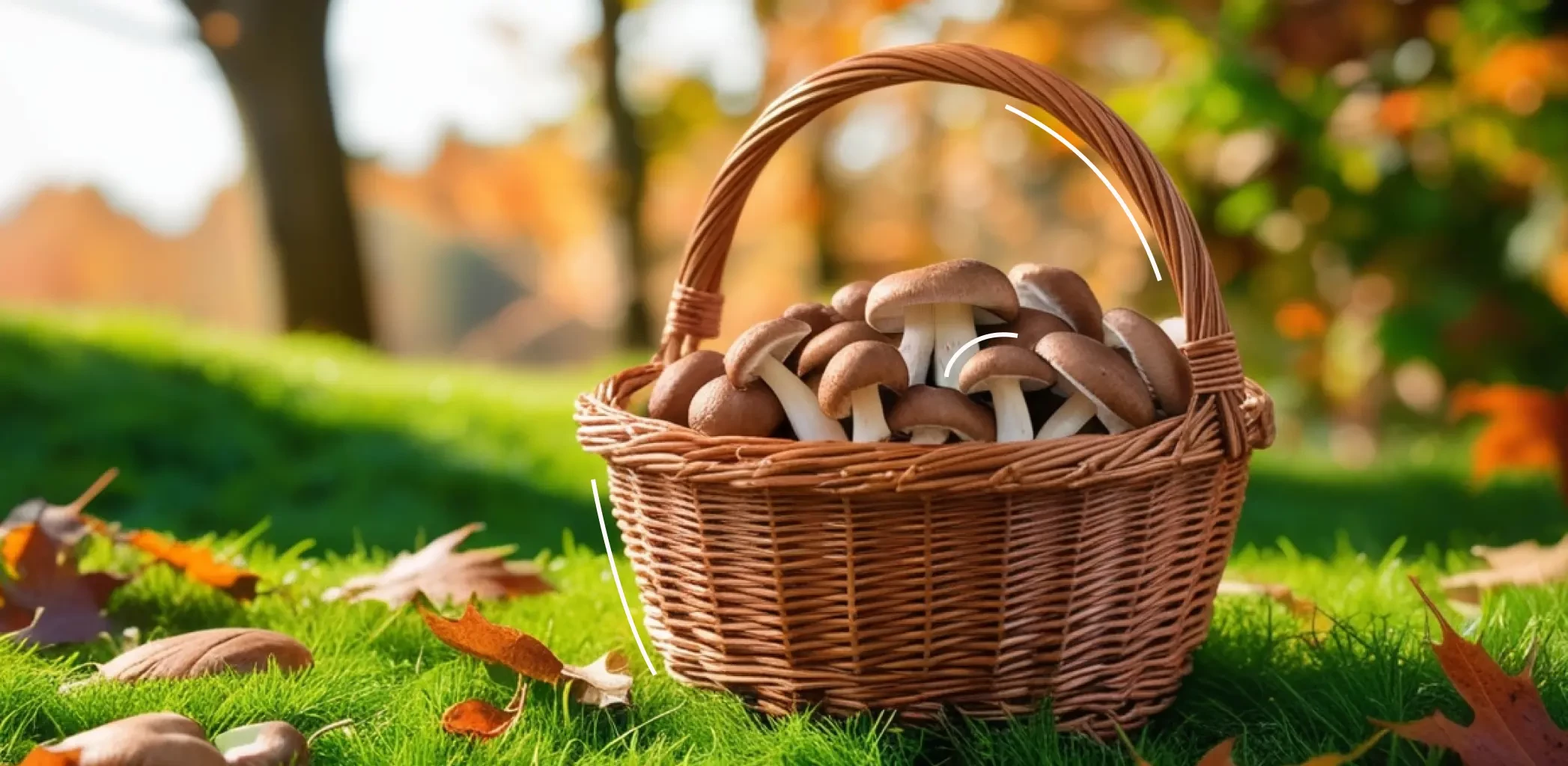Какие грибы собирать в октябре