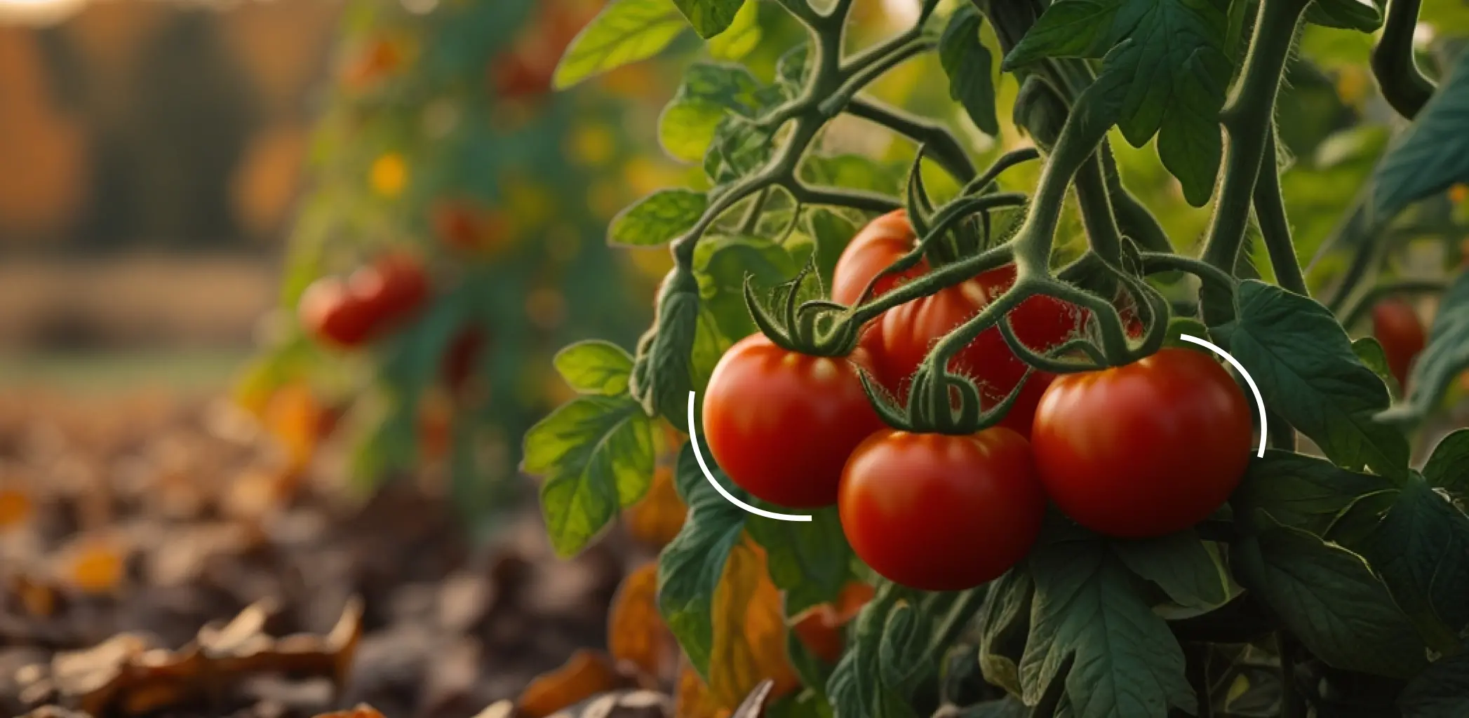 Озимые помидоры: как и зачем сажают под зиму