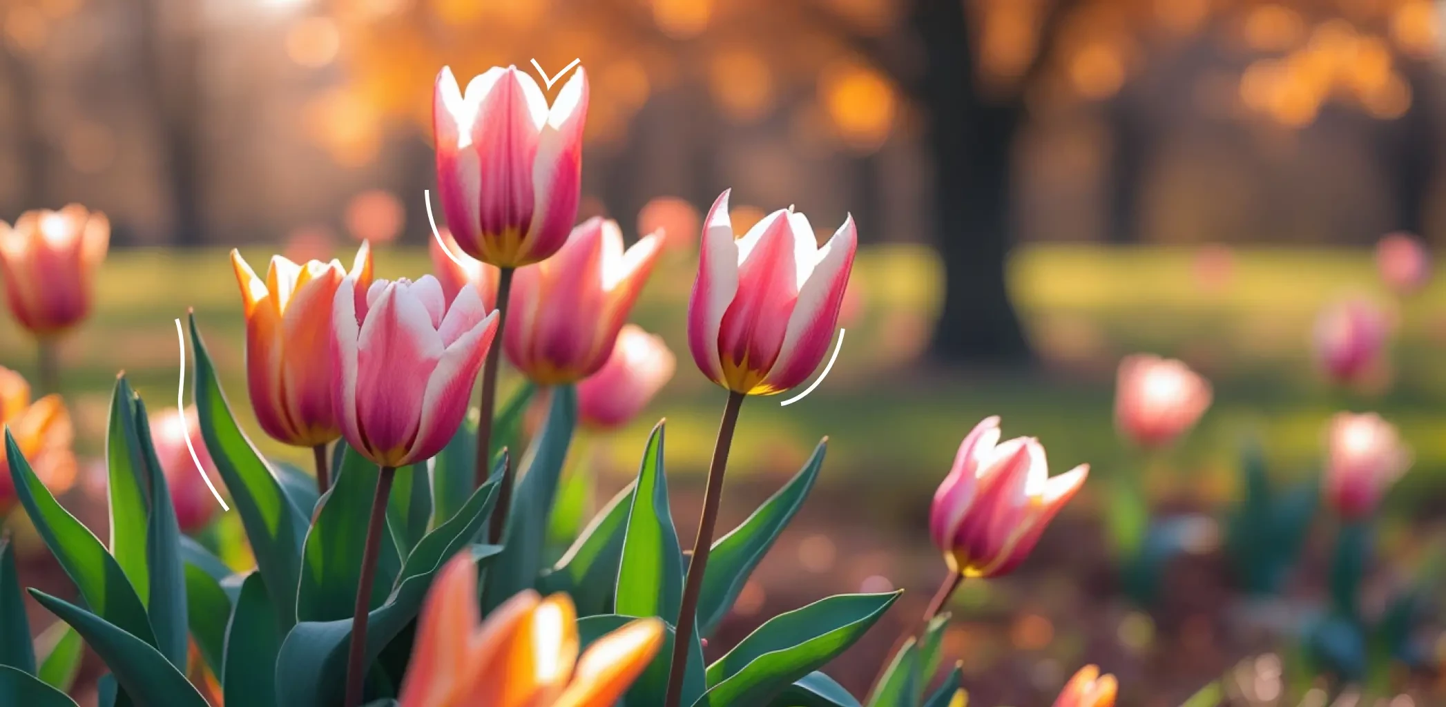 Какие цветы можно сажать в ноябре: советы садовода по сортам и видам
