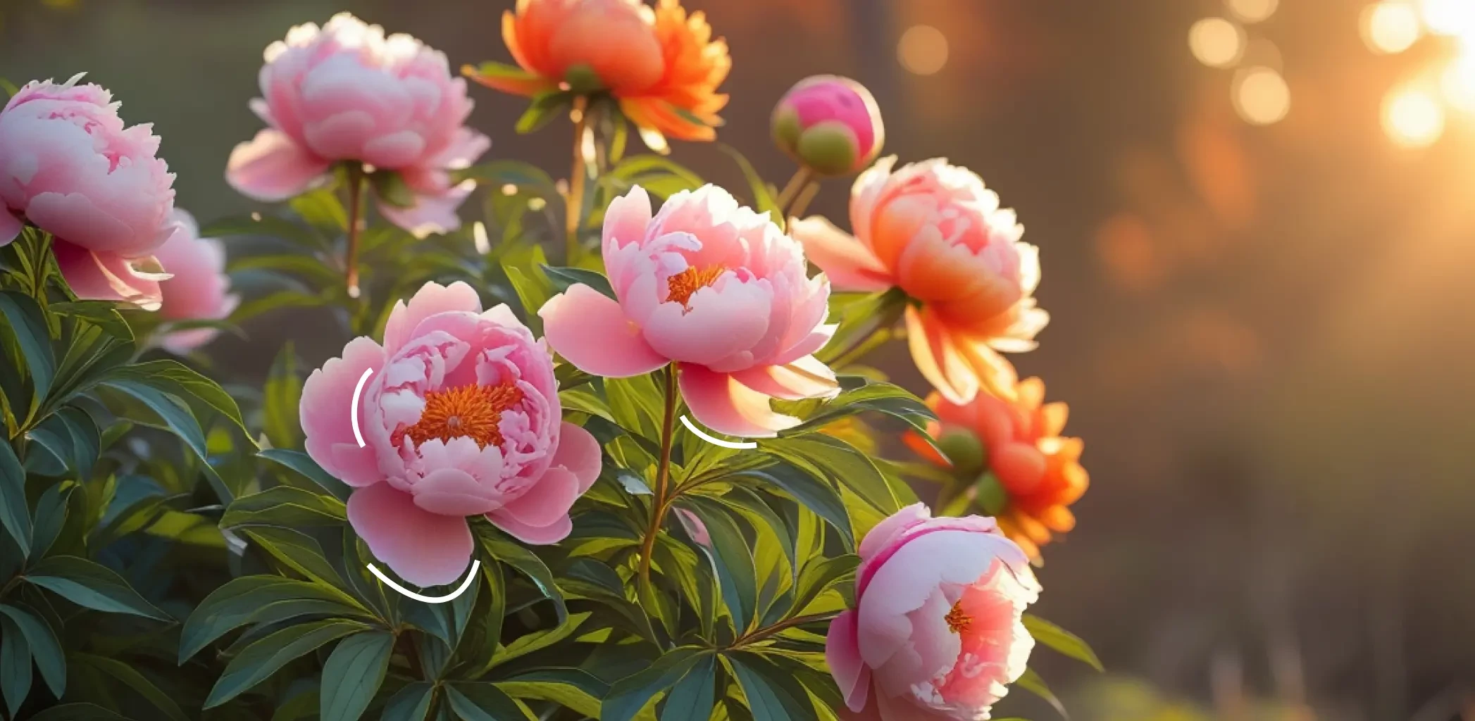 Посадка пионов в ноябре 2025: как правильно сажать осенью, чтобы весной получить крепкие кусты