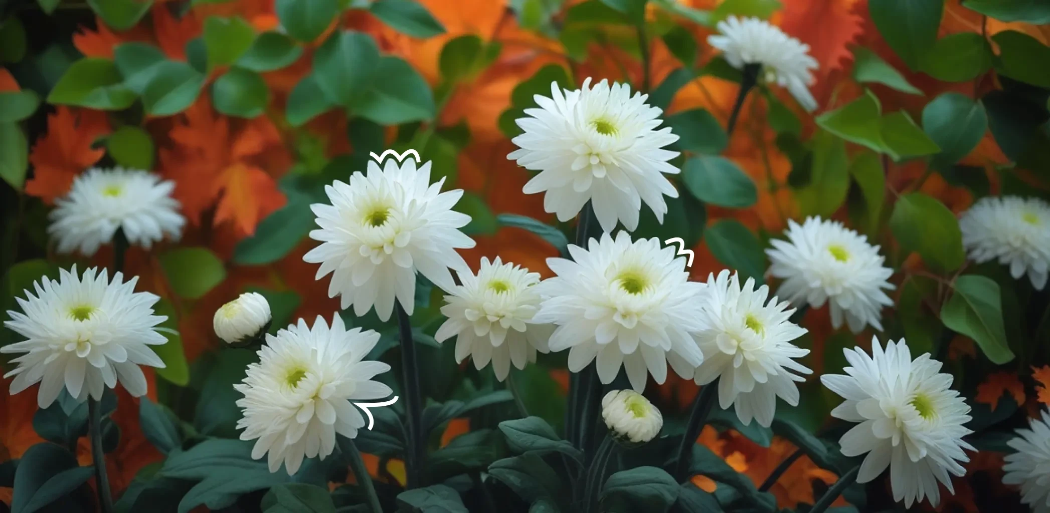 Хризантема мультифлора: как сохранить зимой в открытом грунте