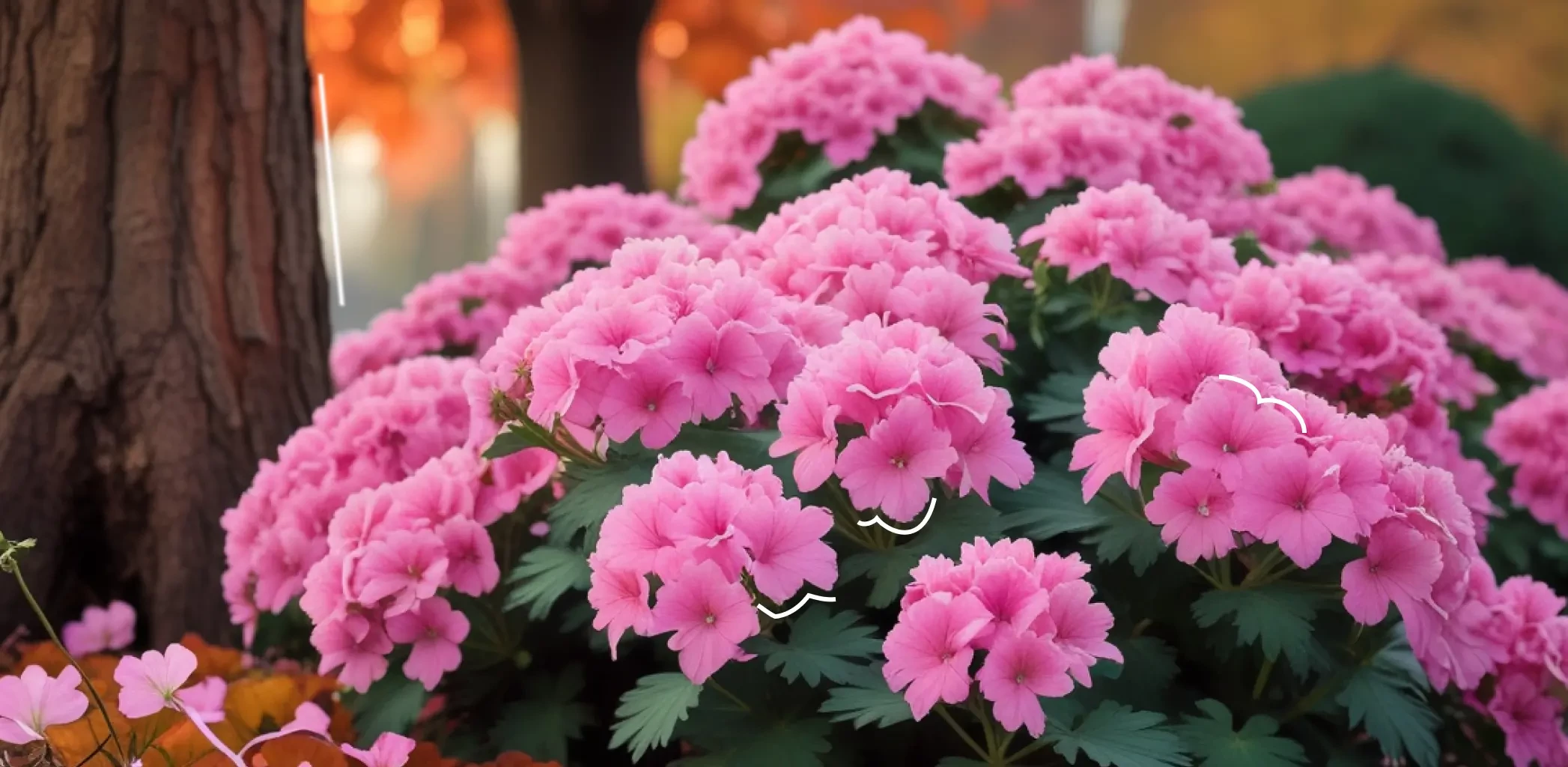 Цветущая круглый год: простой уход за комнатной геранью без ошибок