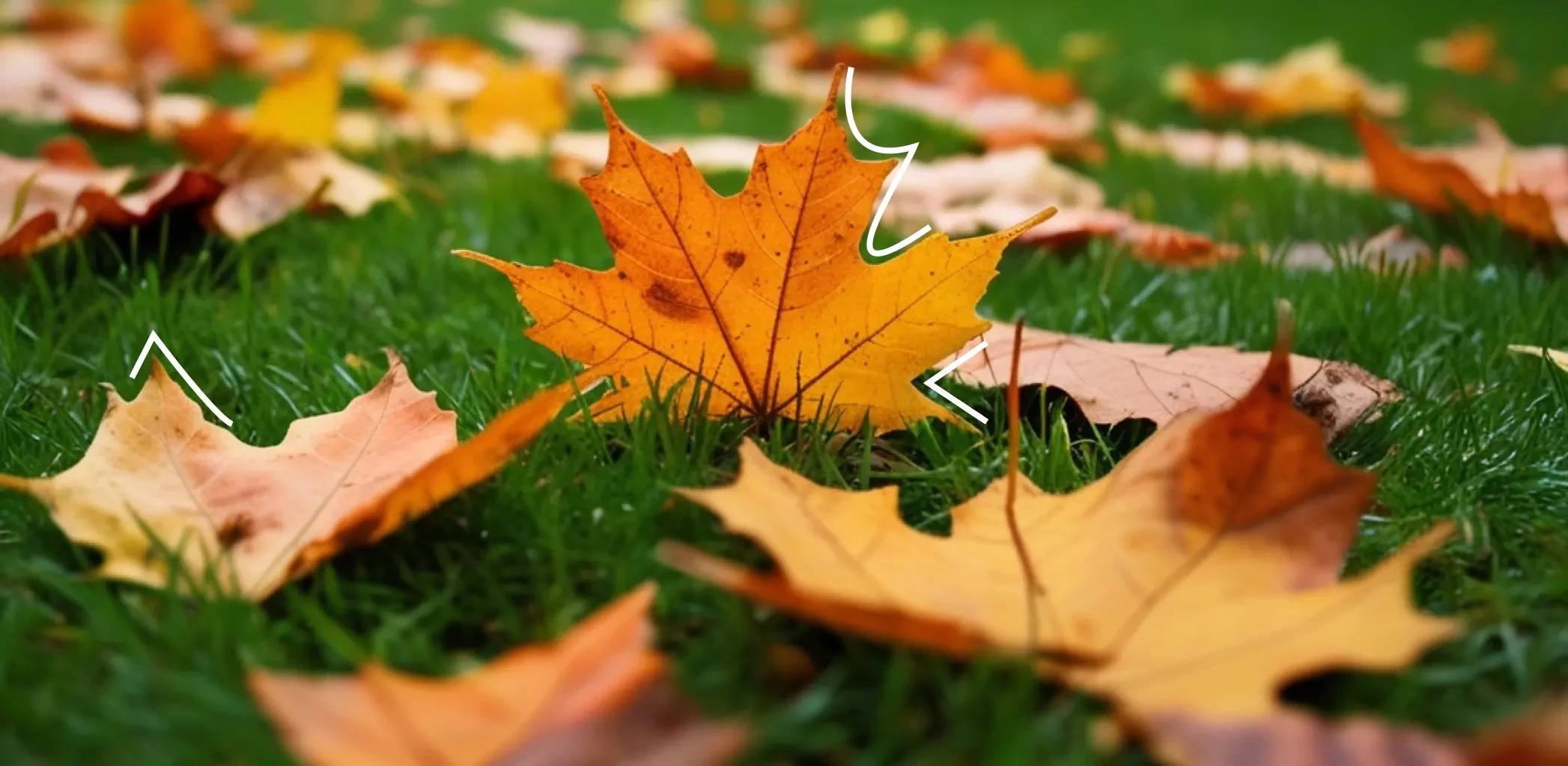 Посев под снег в ноябре: хитрость опытных дачников, которая реально работает