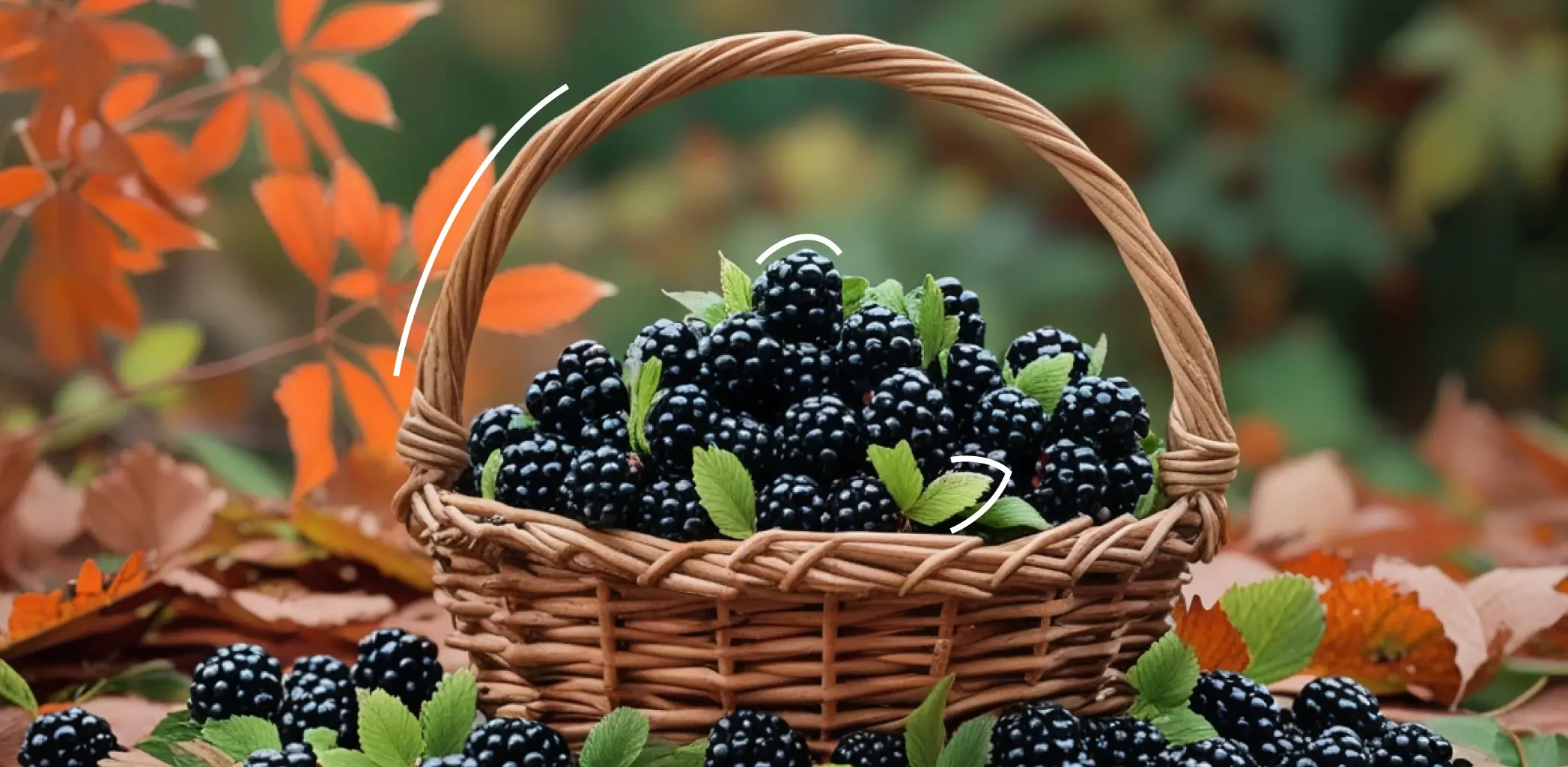 Когда и как укрывать ежевику осенью, чтобы кусты перезимовали без потерь и дали мощный урожай весной