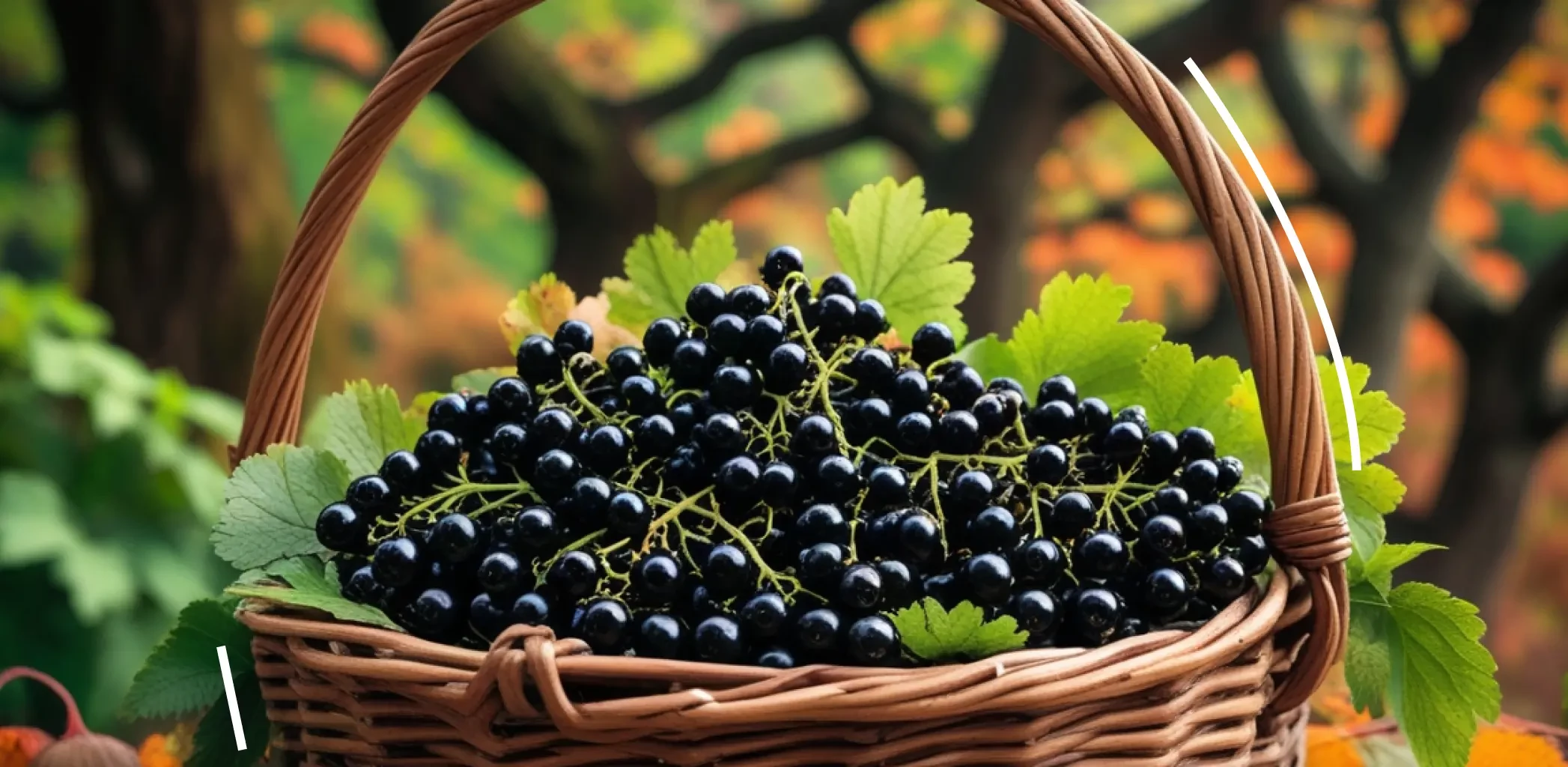 Мичуринская обрезка смородины осенью: как продлить жизнь куста и вернуть урожай