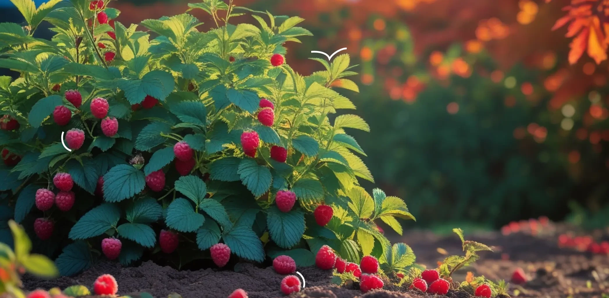 Ежемалина: что это за гибрид и как её правильно выращивать