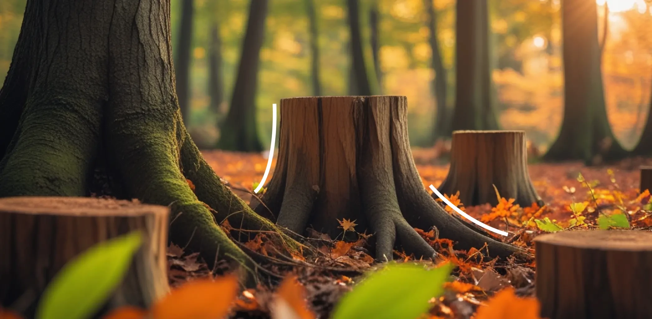 Все способы удаления пня на участке: как убрать, чтобы не навредить земле