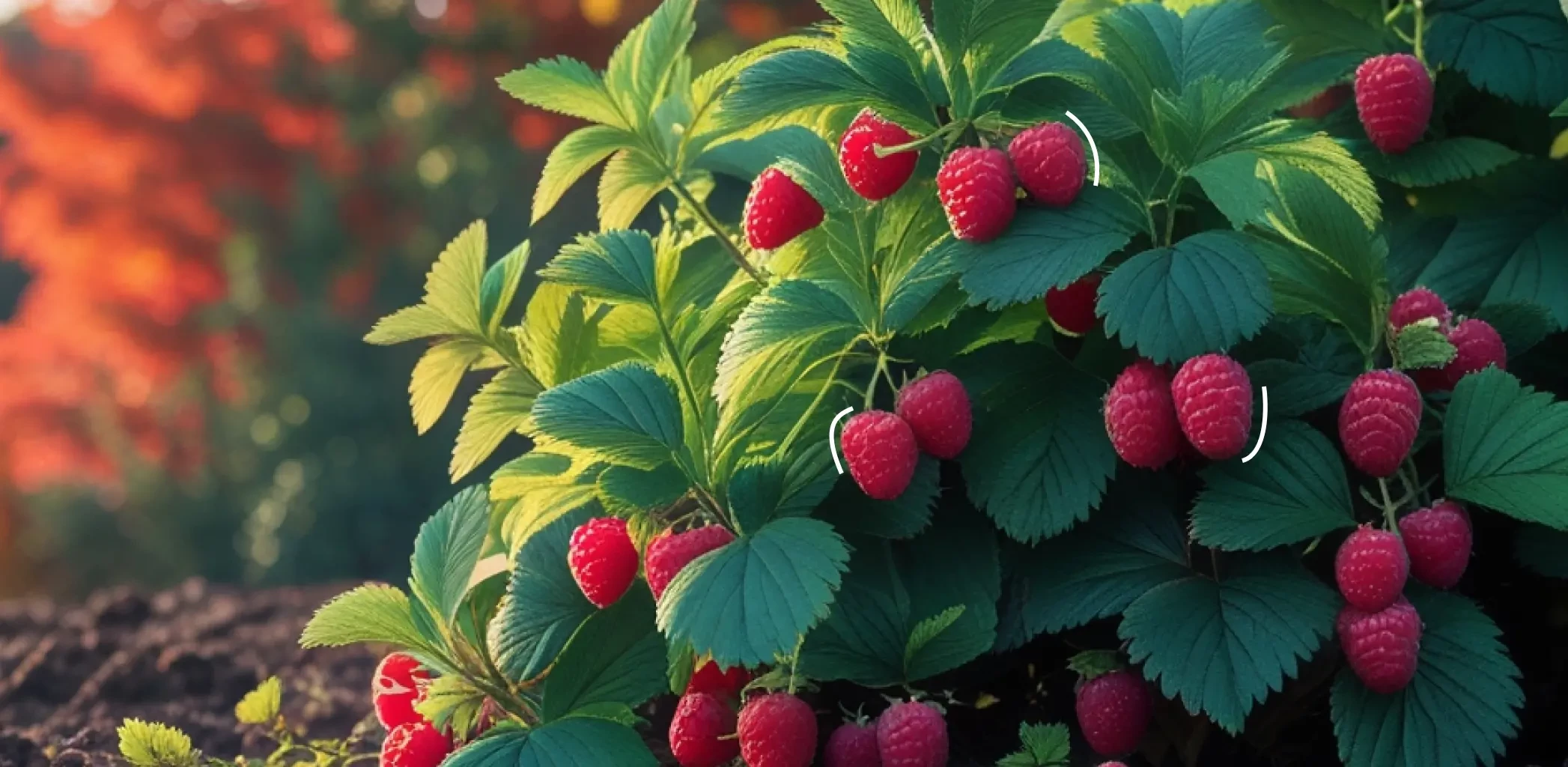 Какая малина лучше: обычная или ремонтантная