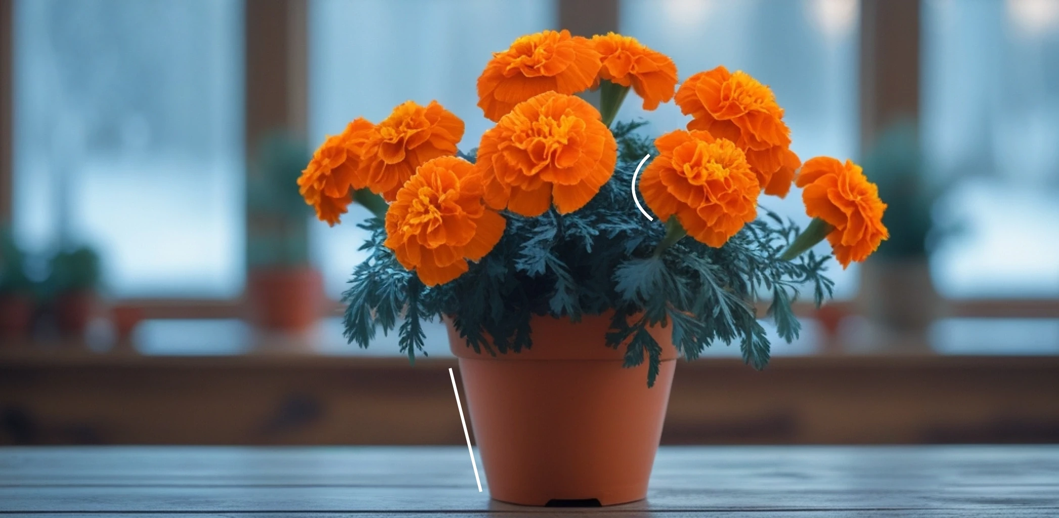 Когда сеять бархатцы на рассаду и как сделать всё правильно