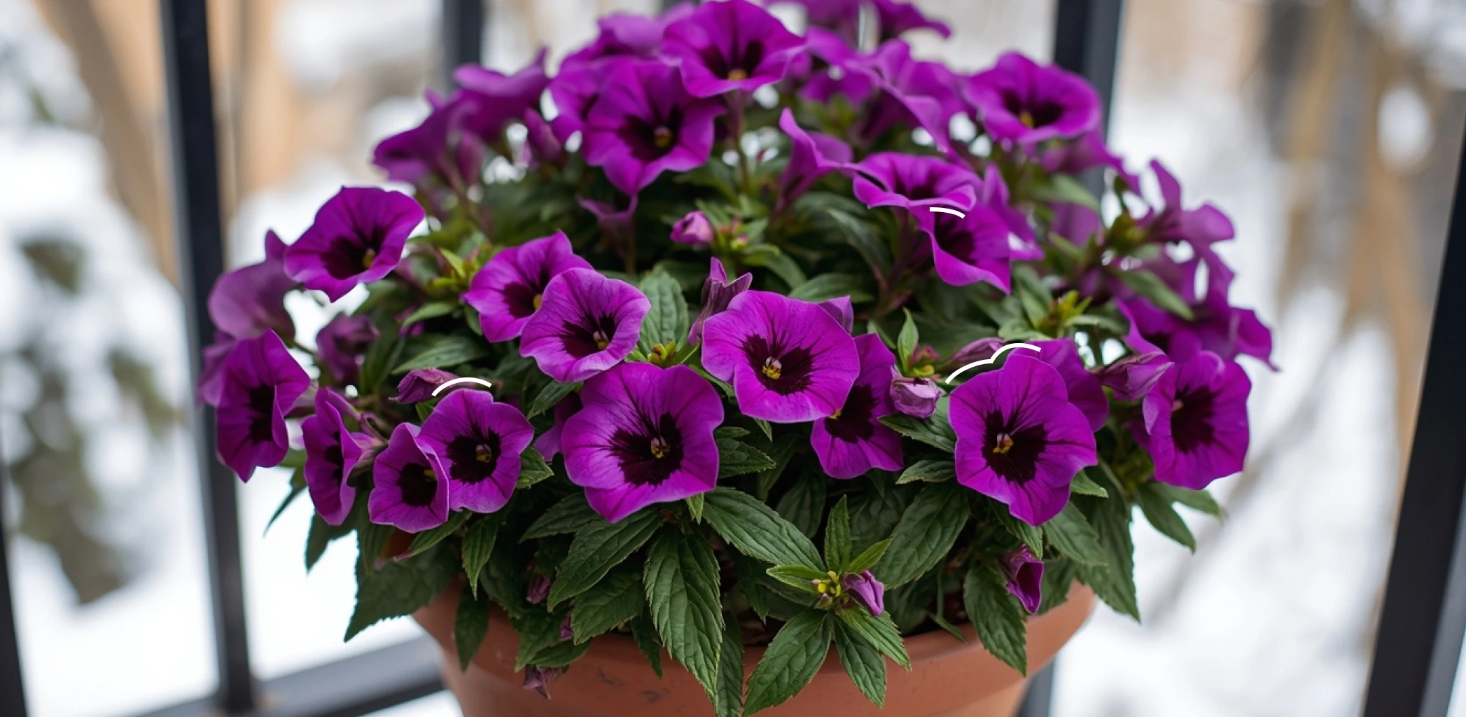 Выращивание калибрахоа из семян в домашних условиях: что важно знать еще до посева