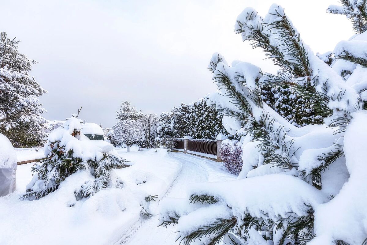 Выбранное изображение