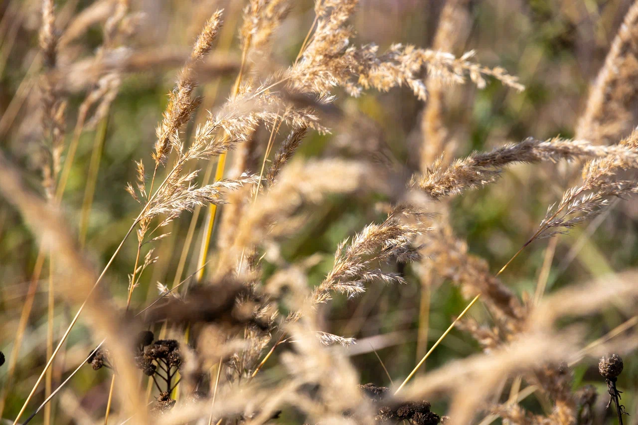 Изображение из списка