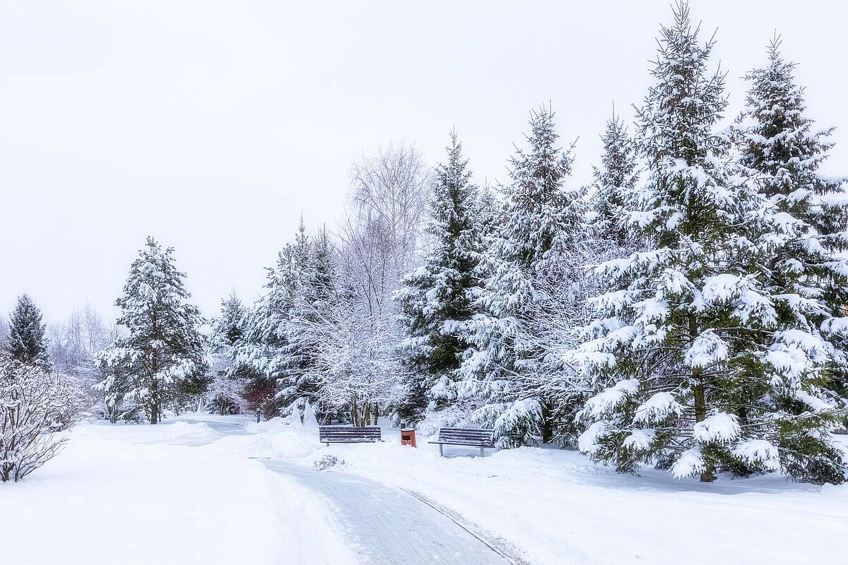 Выбранное изображение