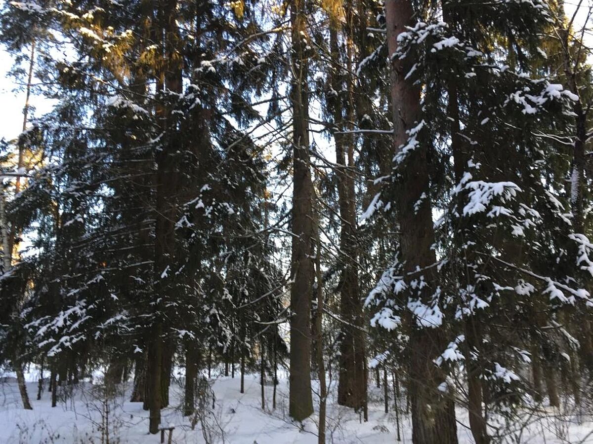 Выбранное изображение