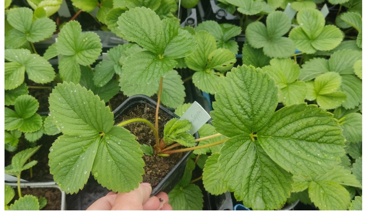 Рассада земляники садовой (клубники, виктории)