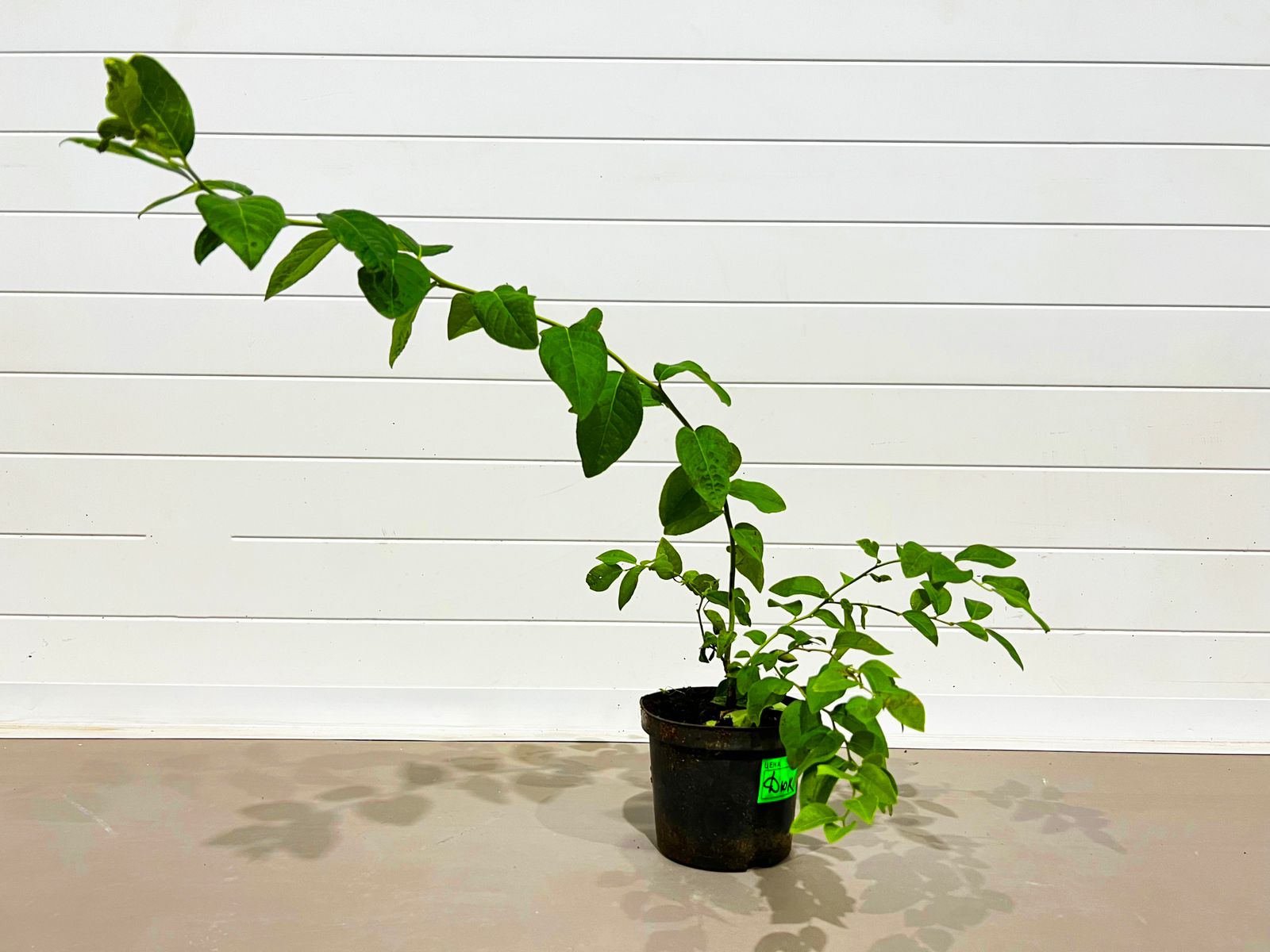 Саженцы голубики Дюк