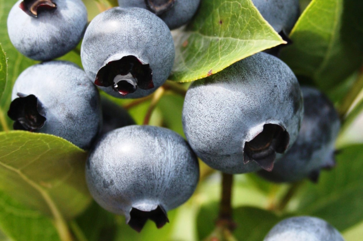 Саженцы голубики Дюк