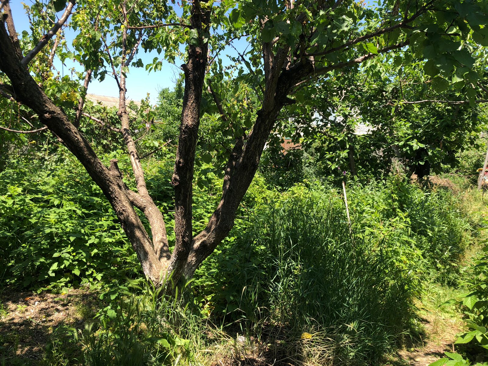 Изображение из списка