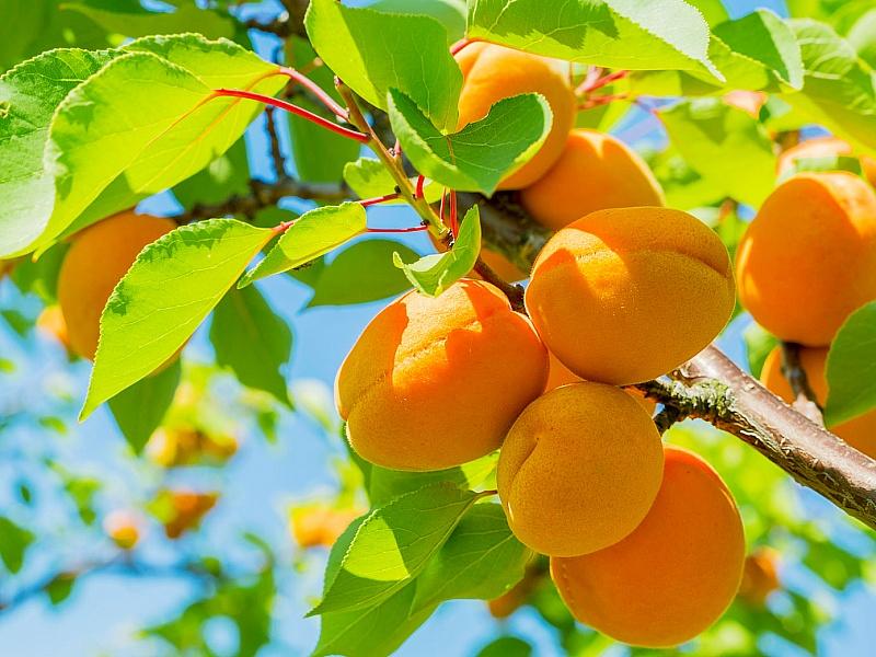 Семена и саженцы плодовых растений