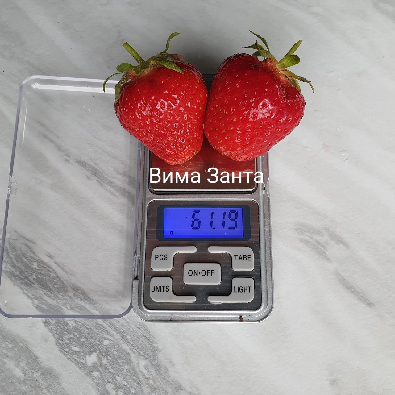 Рассада земляники садовой (клубники, виктории)