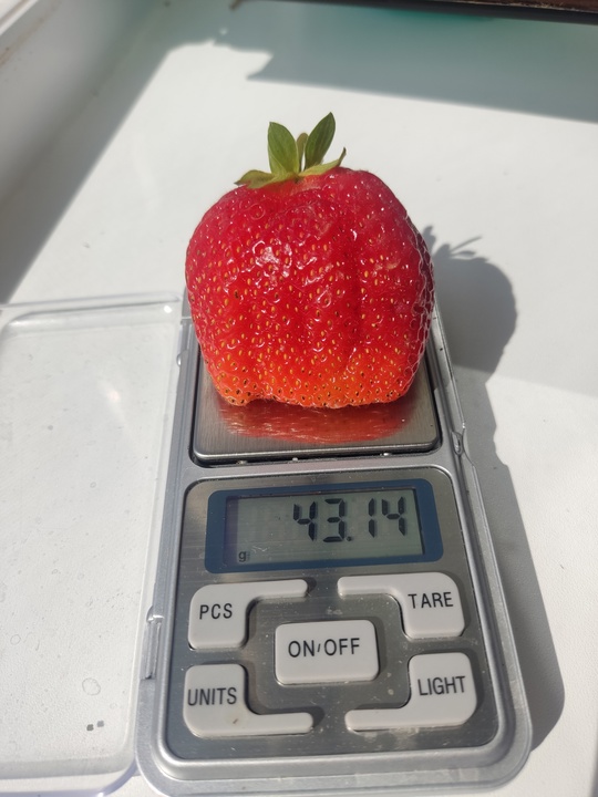 Рассада земляники садовой (клубники, виктории)