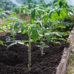 Выращивание томатов