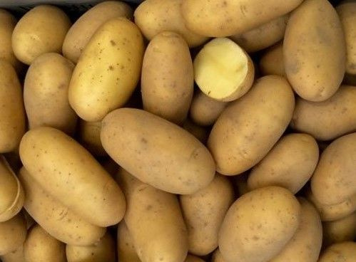 Выращивание картофеля