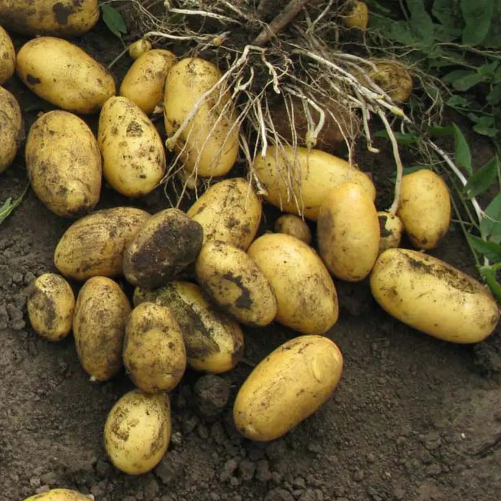 Выращивание картофеля